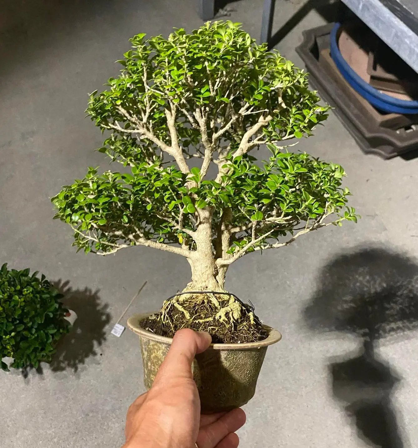 Ligustrum obtusifolium Canada Bonsai