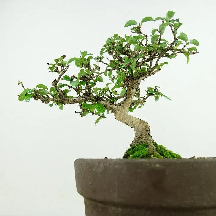 Lonicera gracilipes Canada Bonsai