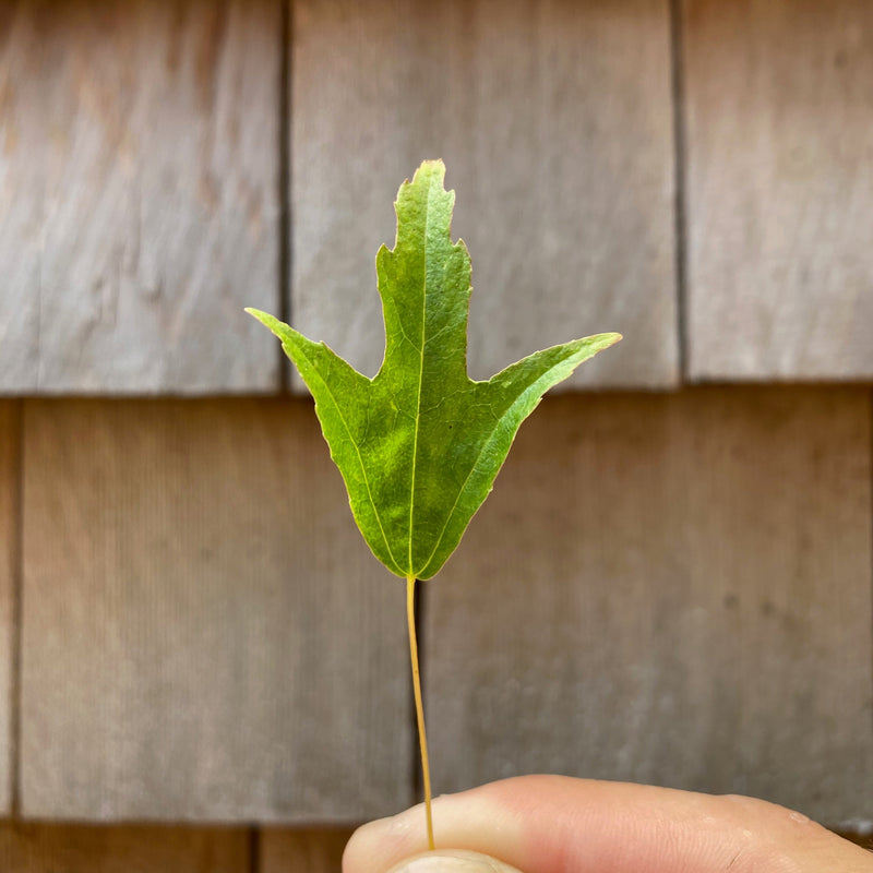 Acer buergerianum 'Mino Yatsubusa'