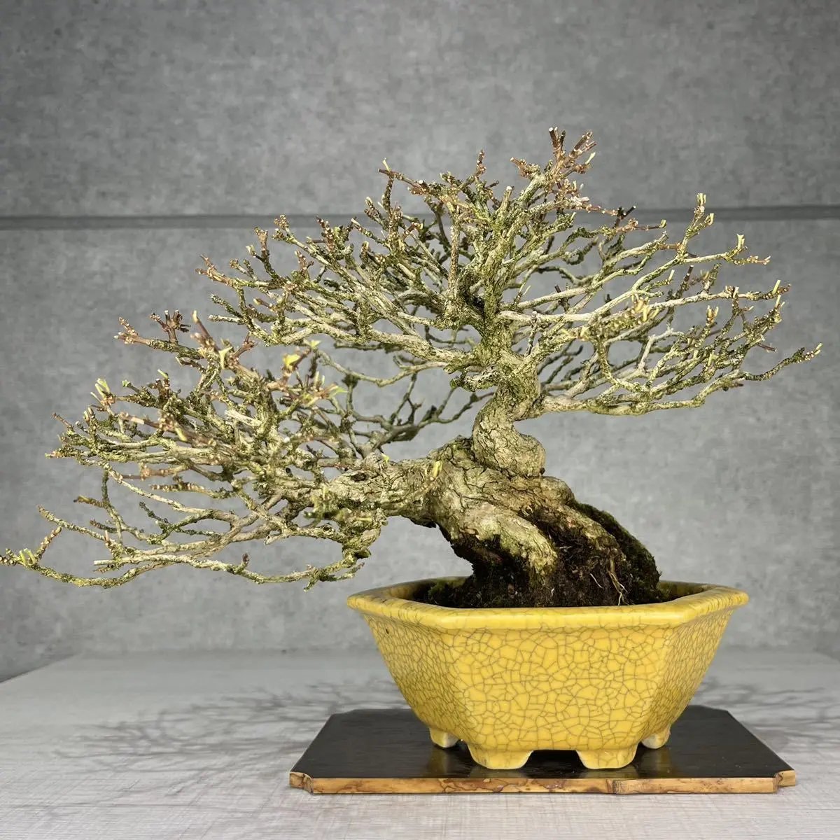 Premna japonica Canada Bonsai