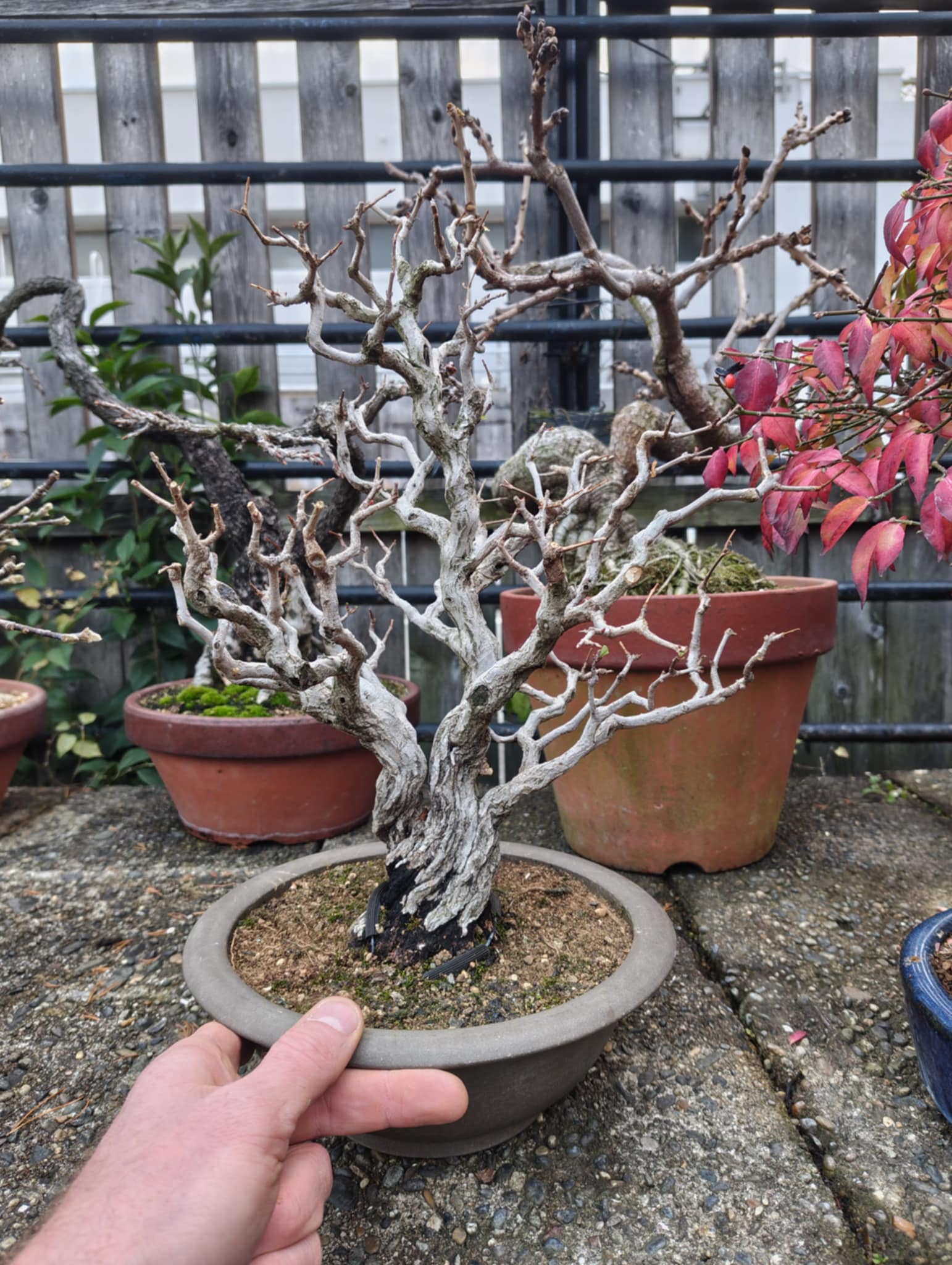 Punica granatum