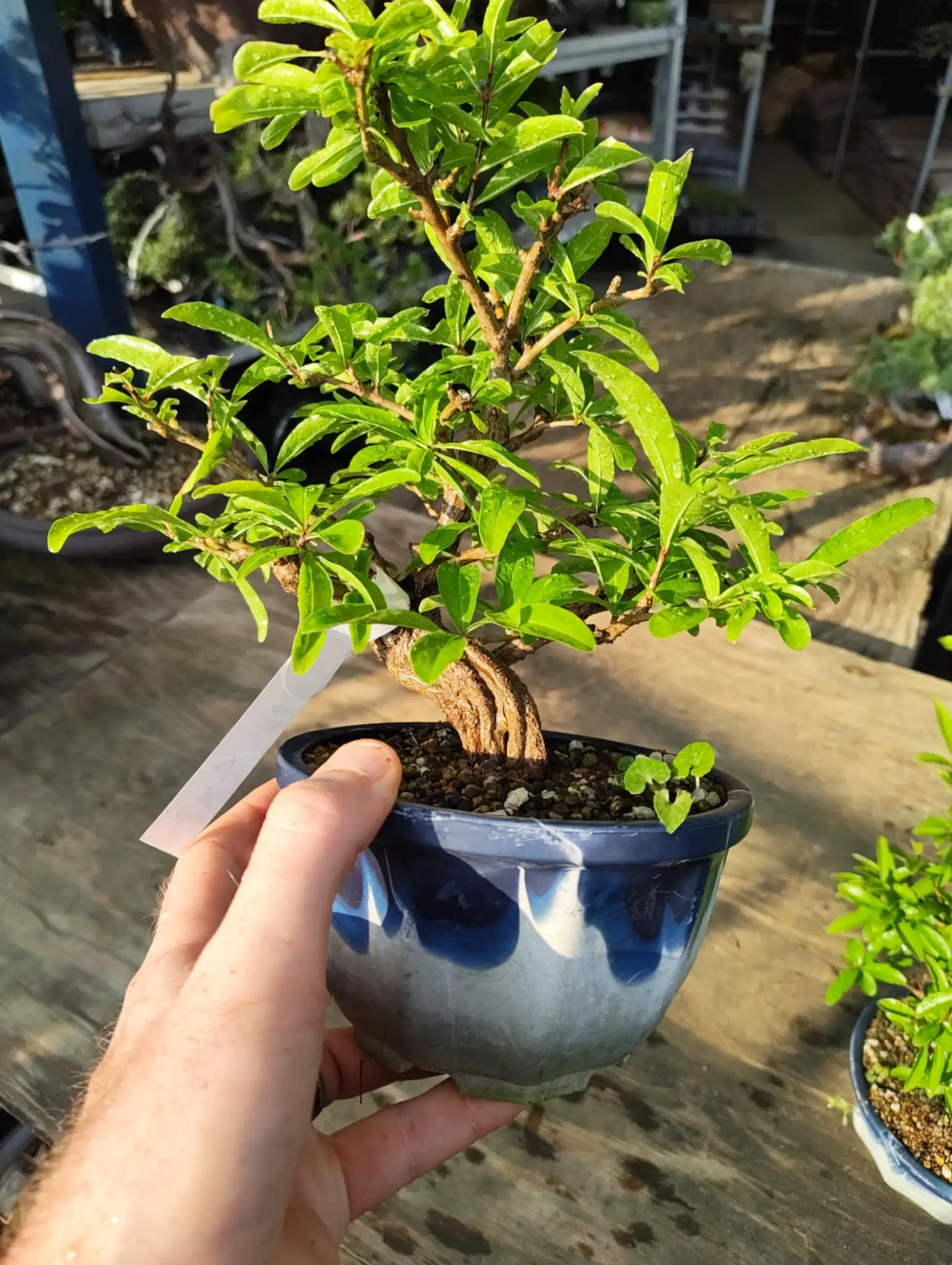 Punica granatum Canada Bonsai