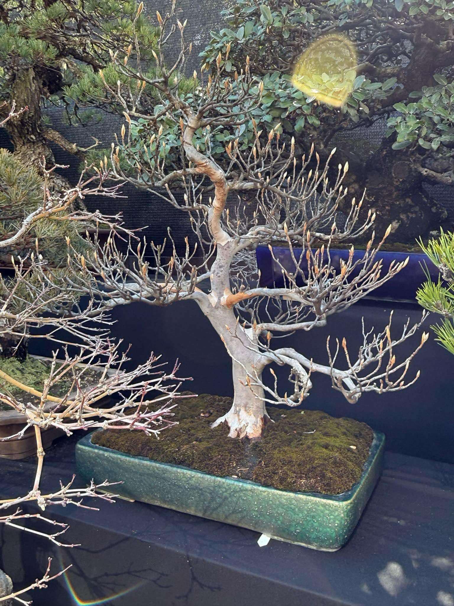 Stewartia pseudocamellia Canada Bonsai