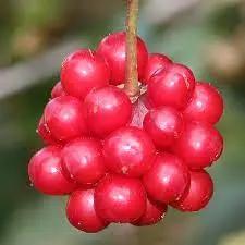 Kadsura #2 Canada Bonsai