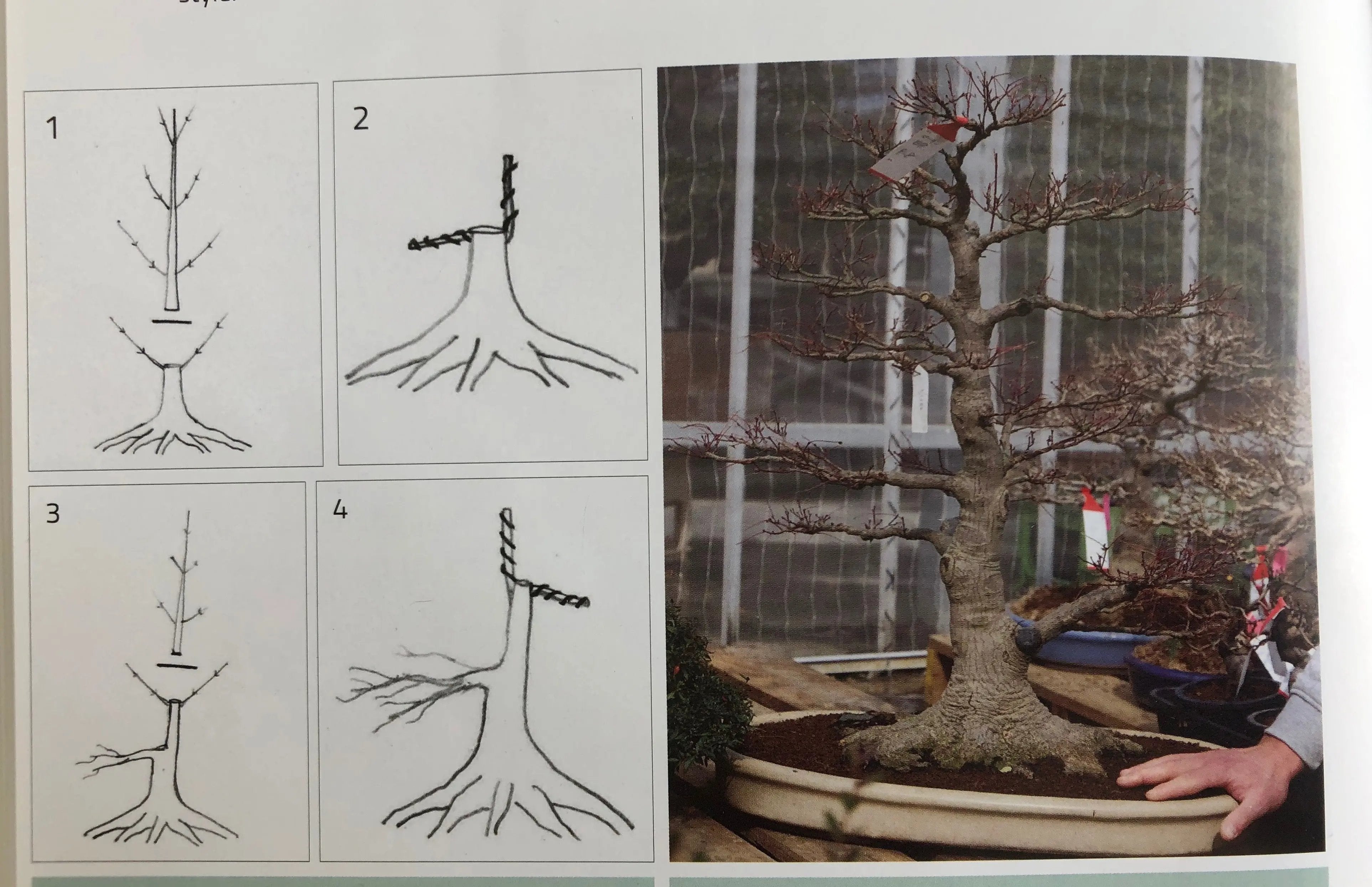 Acer palmatum 'Yves' Select' Canada Bonsai