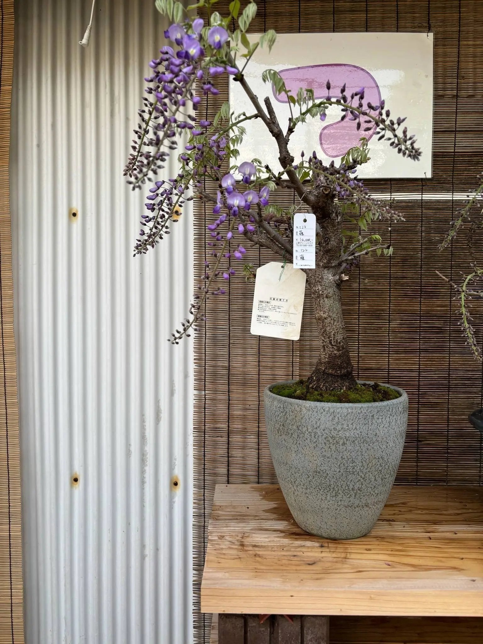 Wisteria floribunda Canada Bonsai