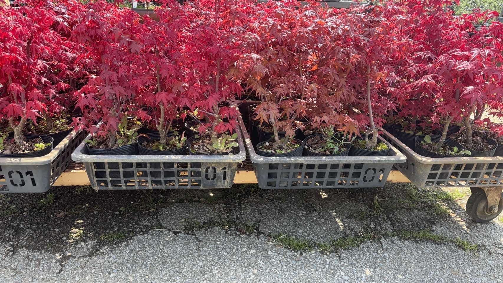 Acer palmatum 'Deshojo' (5 units) (2026) Canada Bonsai
