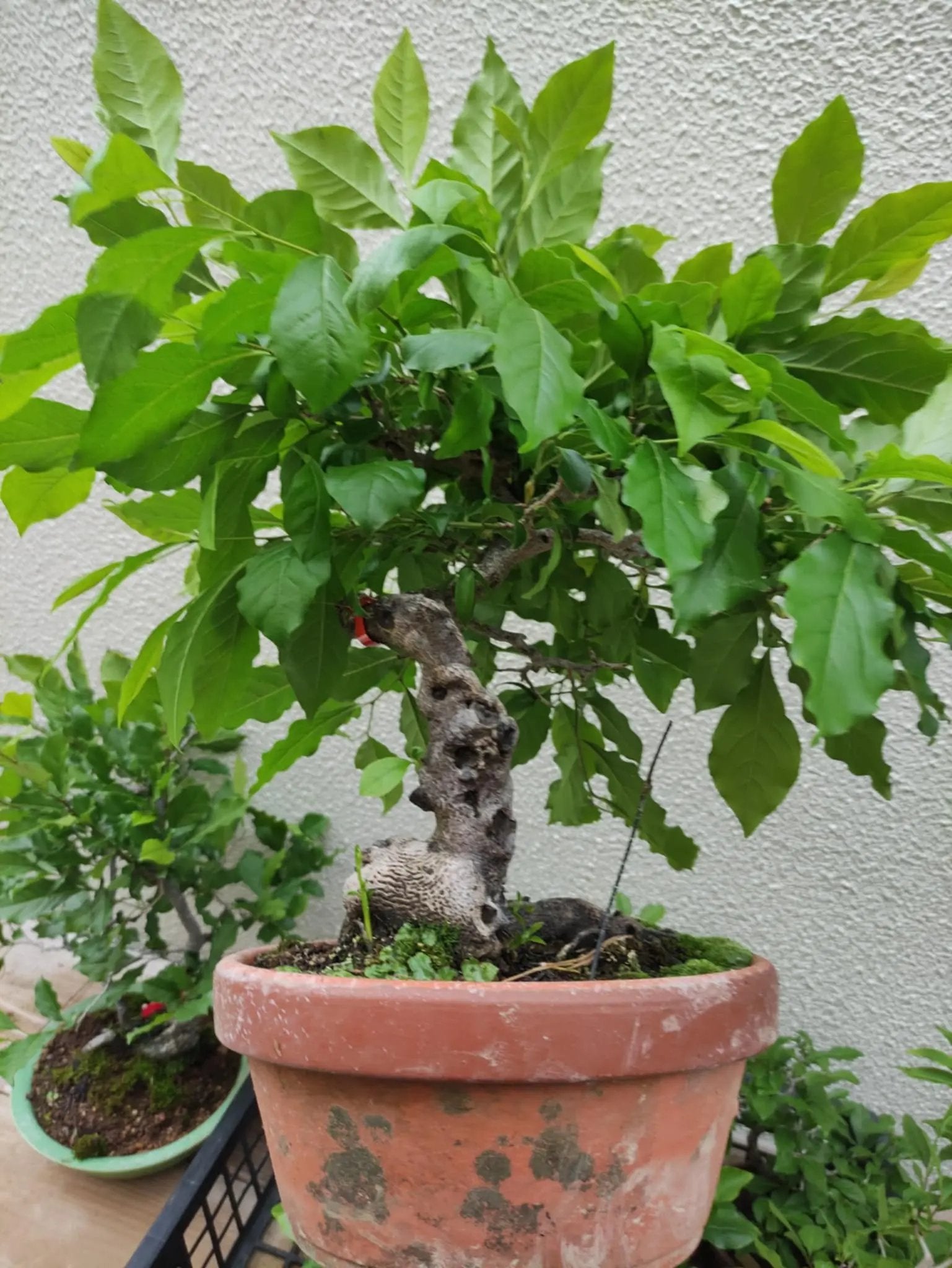 Diospyros rhombifolia Canada Bonsai