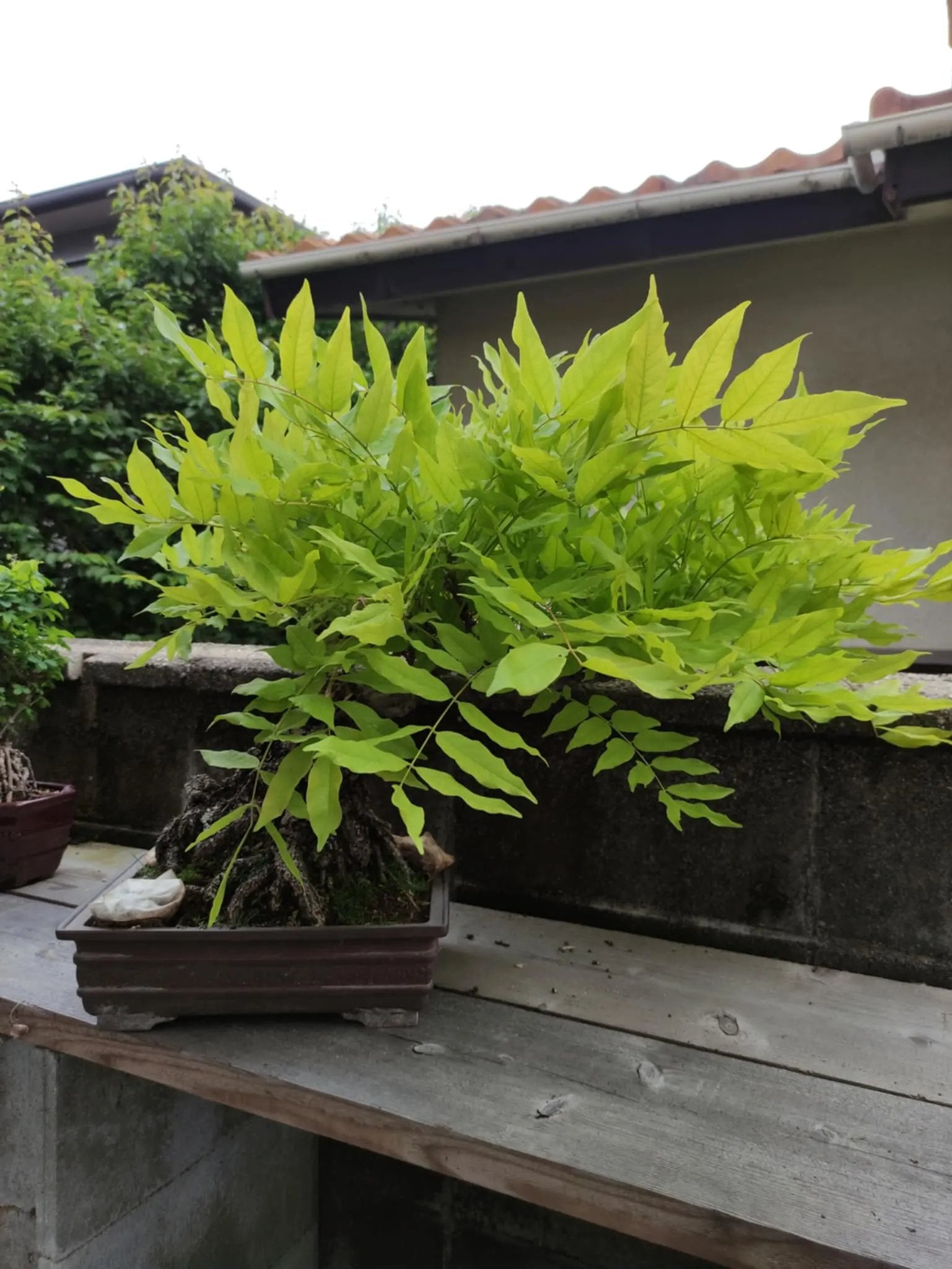 Wisteria floribunda Canada Bonsai