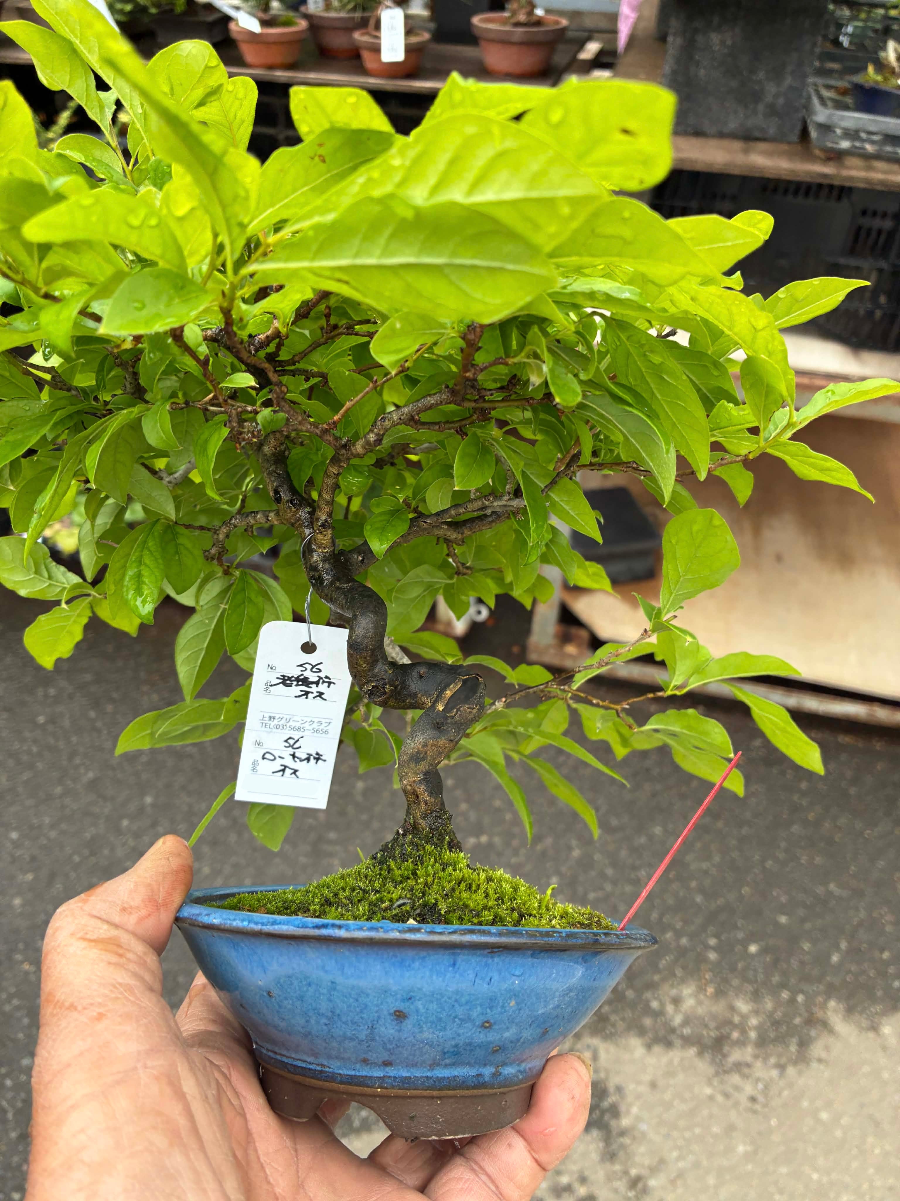 Diospyros (masculin)