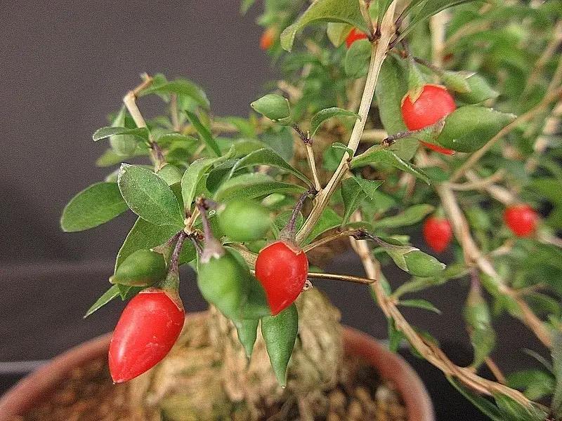 Lycium #4 Canada Bonsai