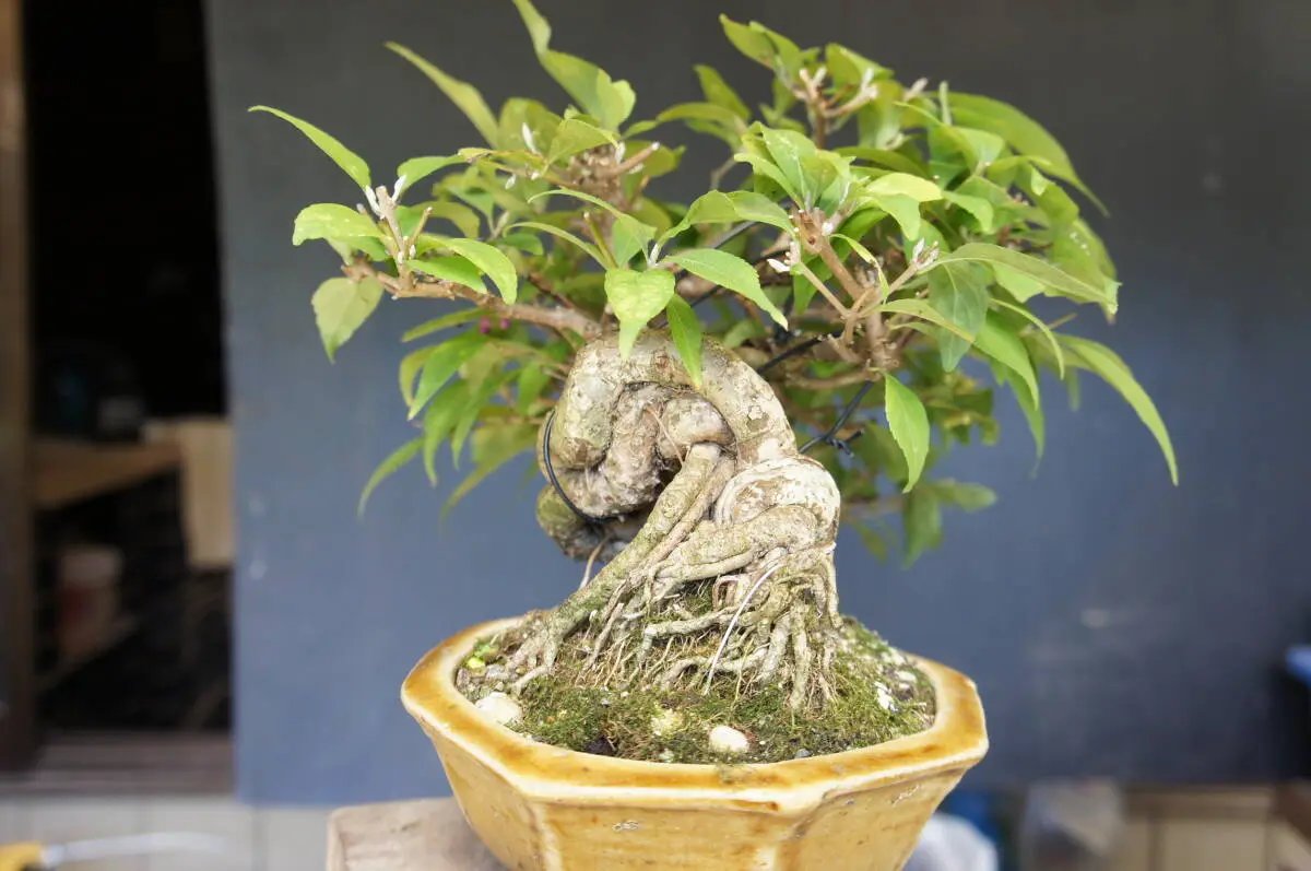 Callicarpa japonica Canada Bonsai