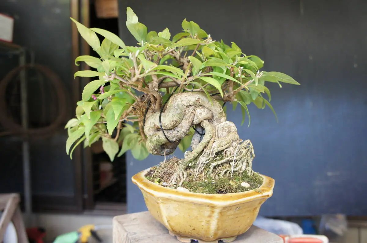 Callicarpa japonica Canada Bonsai