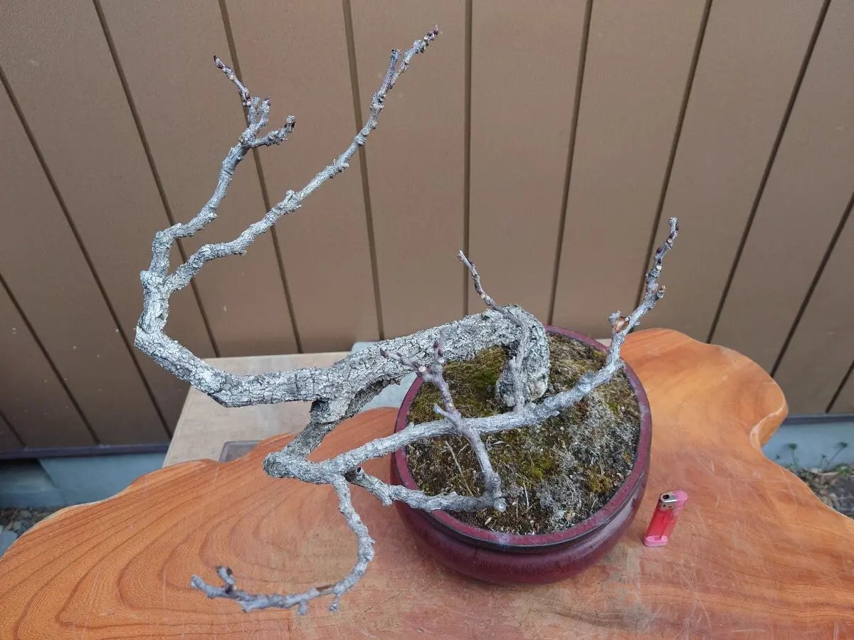 Wisteria floribunda Canada Bonsai