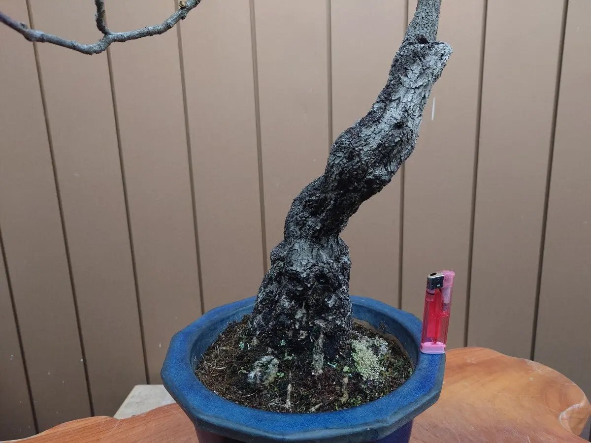 Wisteria floribunda Canada Bonsai