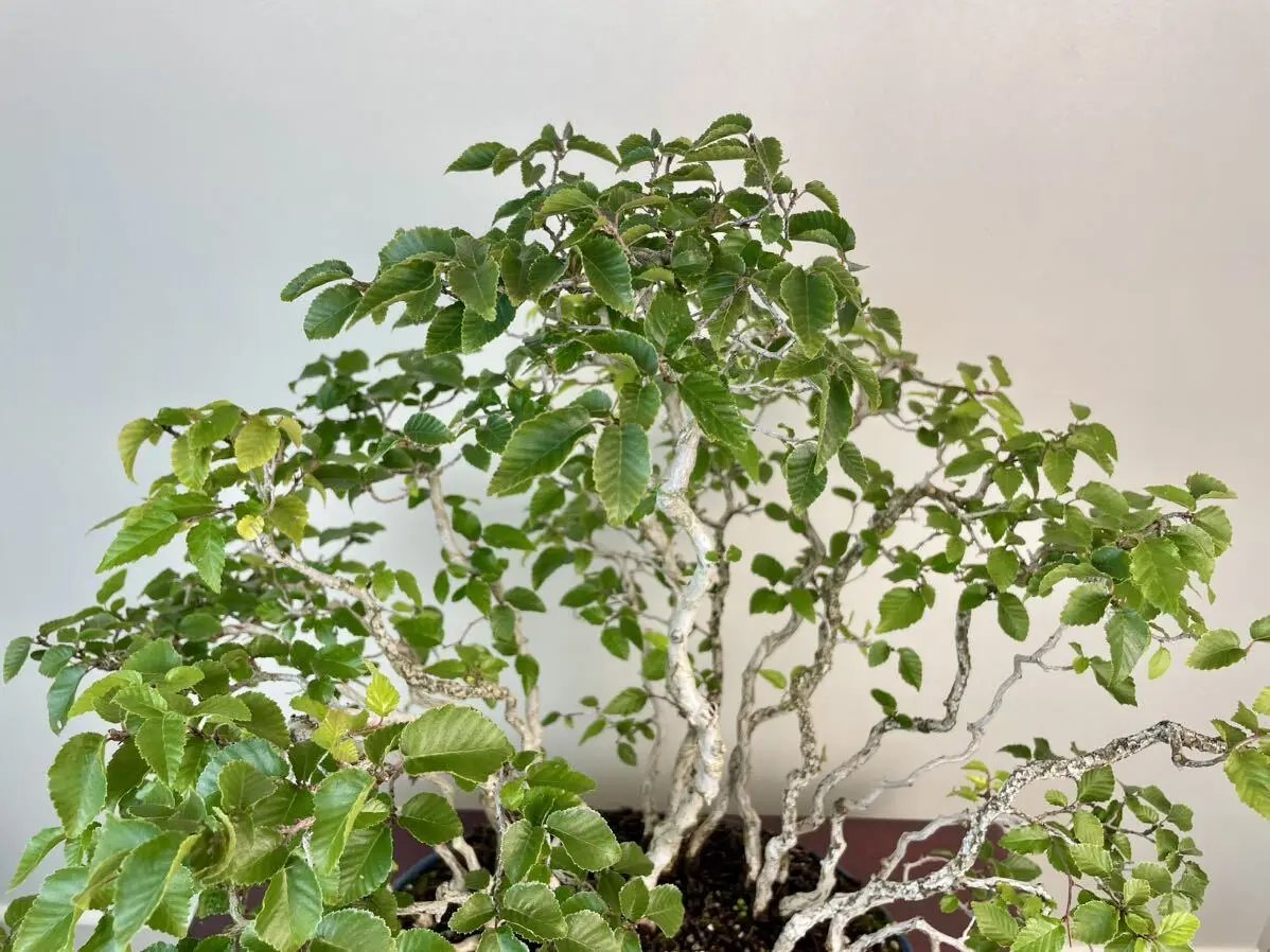 Carpinus turczaninowii Canada Bonsai