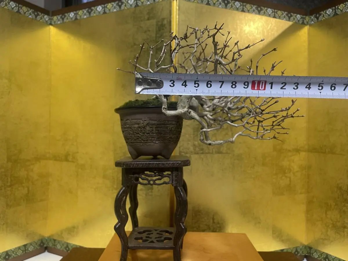 Lonicera Canada Bonsai