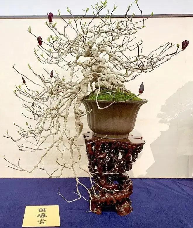 Magnolia (purple) Canada Bonsai