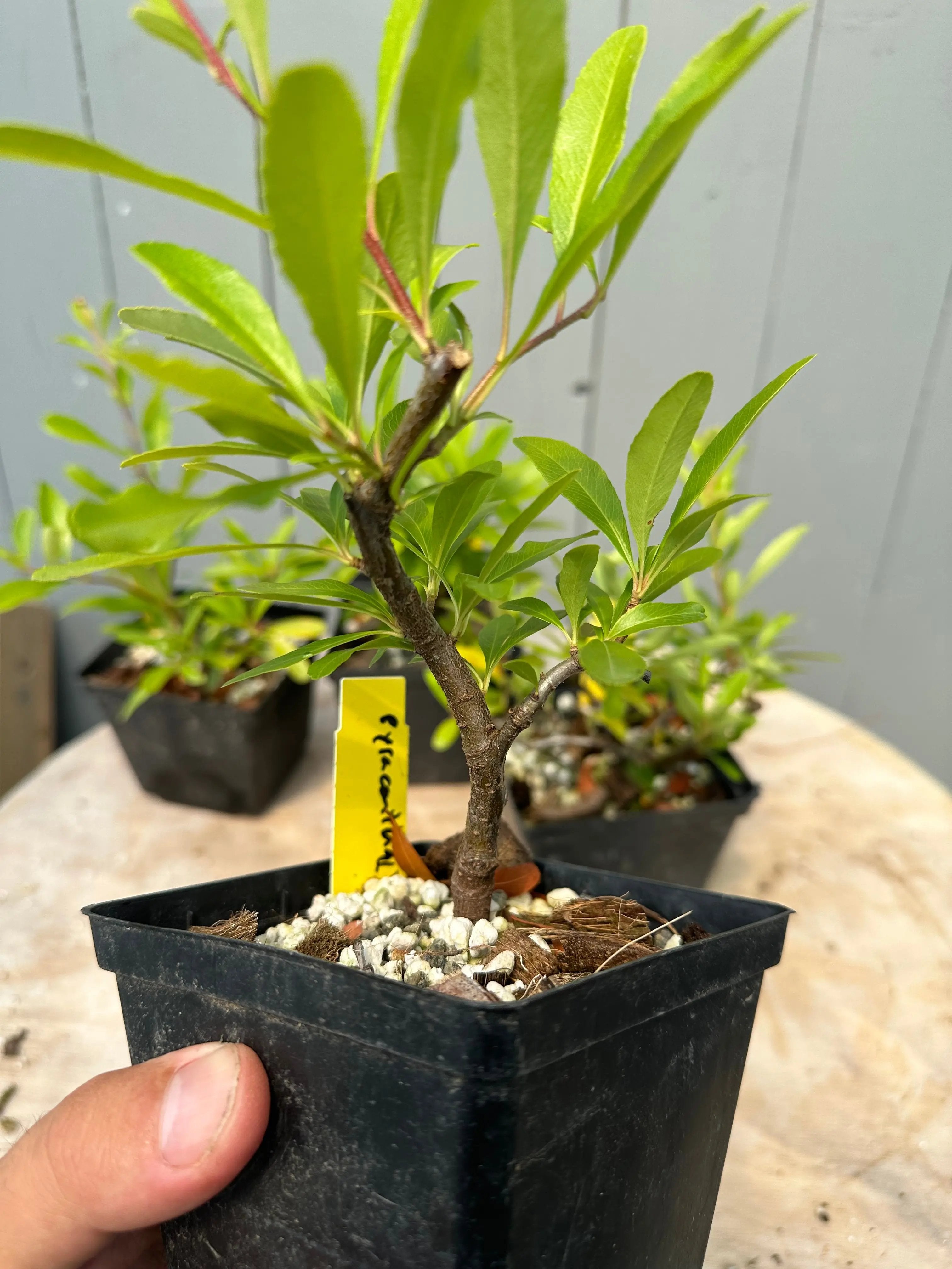 Pyracantha angustifolia Canada Bonsai