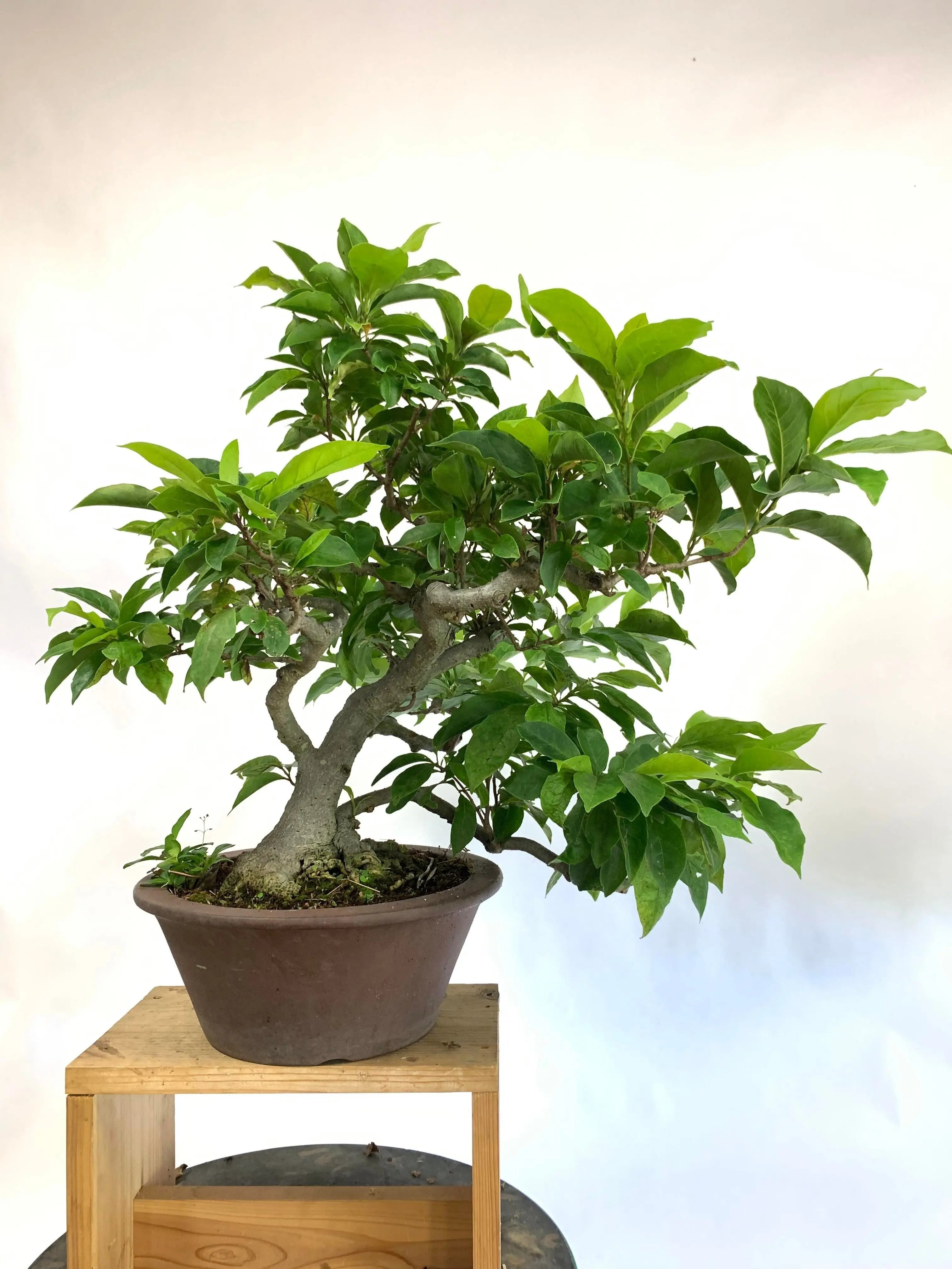 Magnolia Canada Bonsai