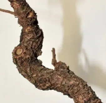 Chinese Elm (Rough Bark) Canada Bonsai