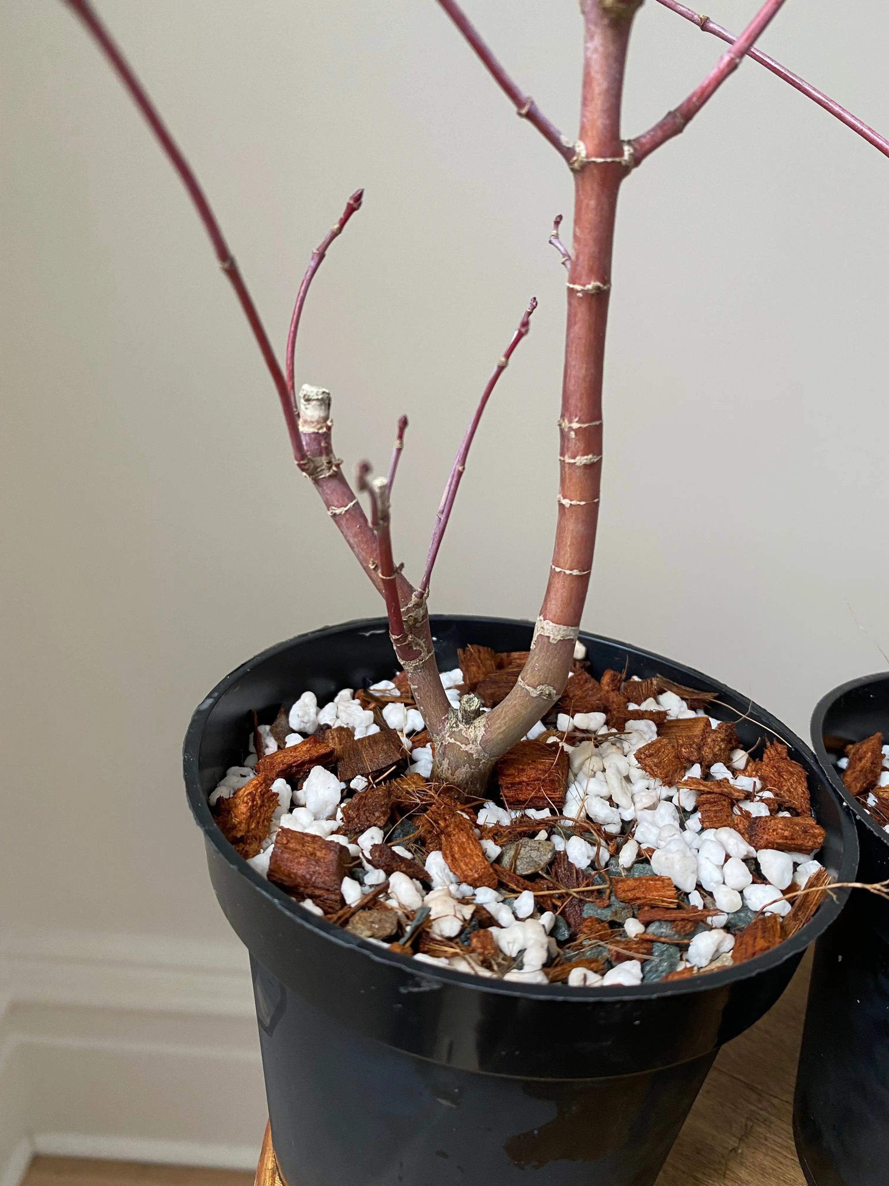 Deshojo (25 units) Canada Bonsai