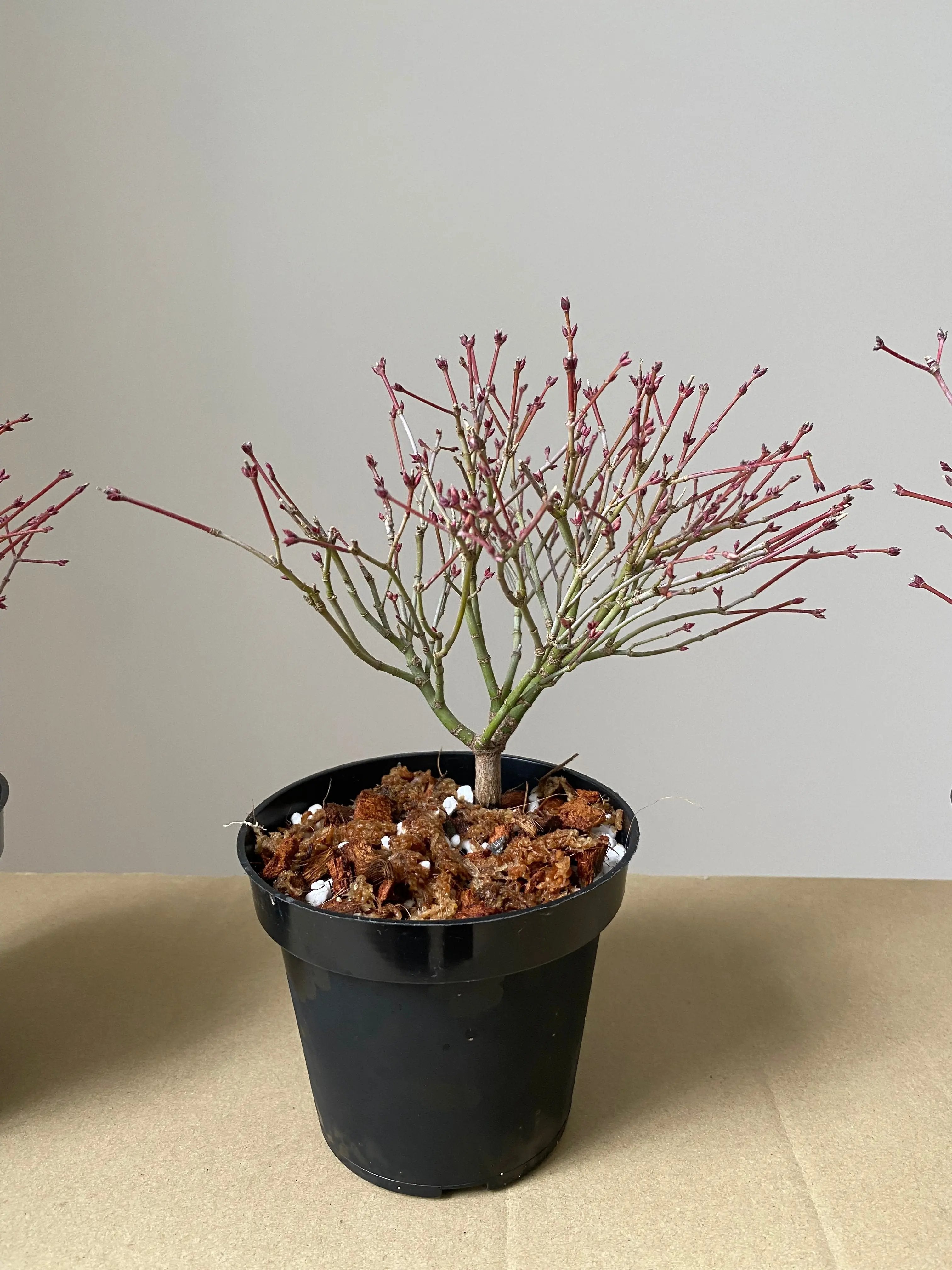 Japanese Maple 'Kiyo Hime' Canada Bonsai