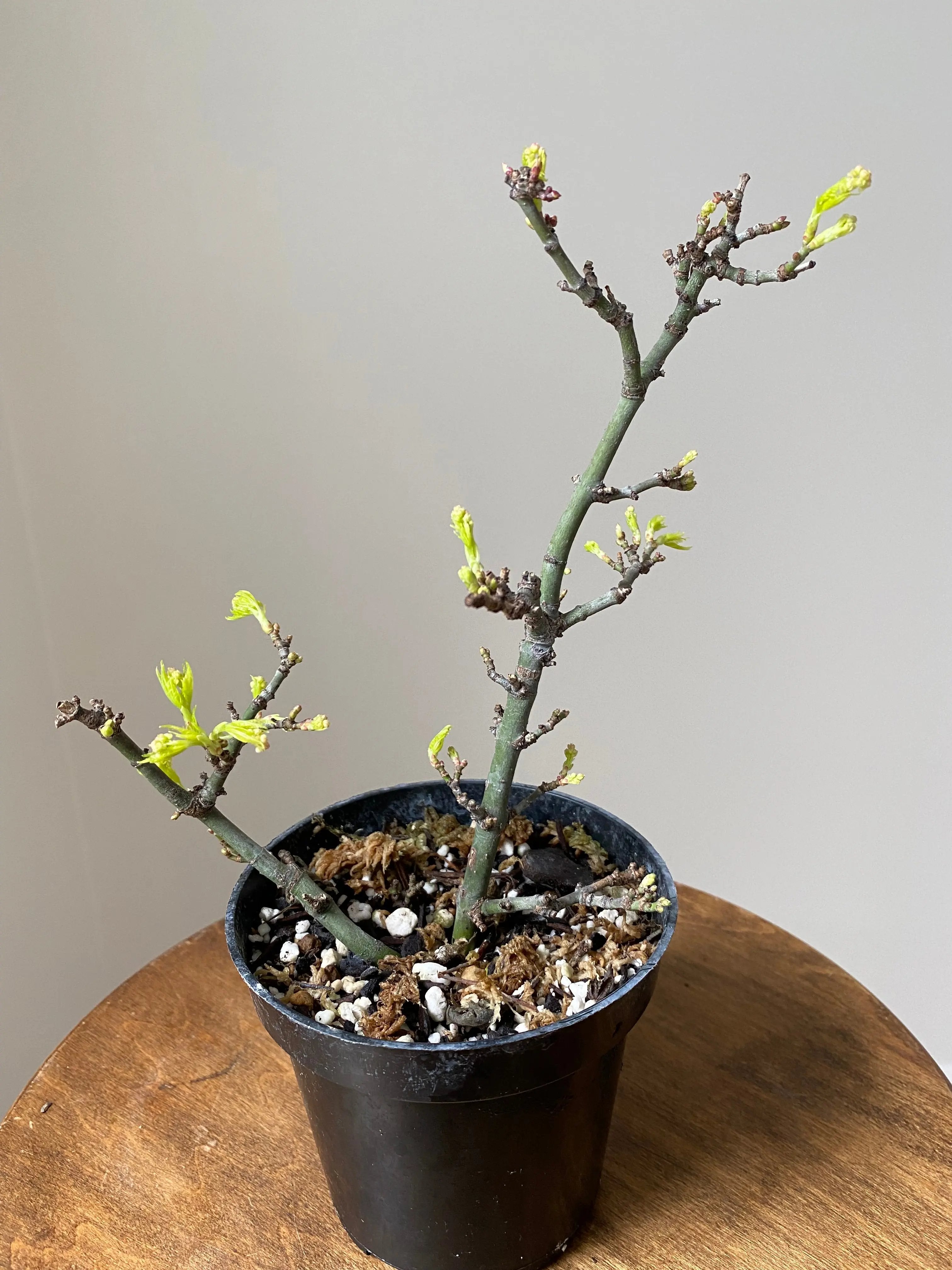 Japanese Maple 'Shishigashira' Canada Bonsai