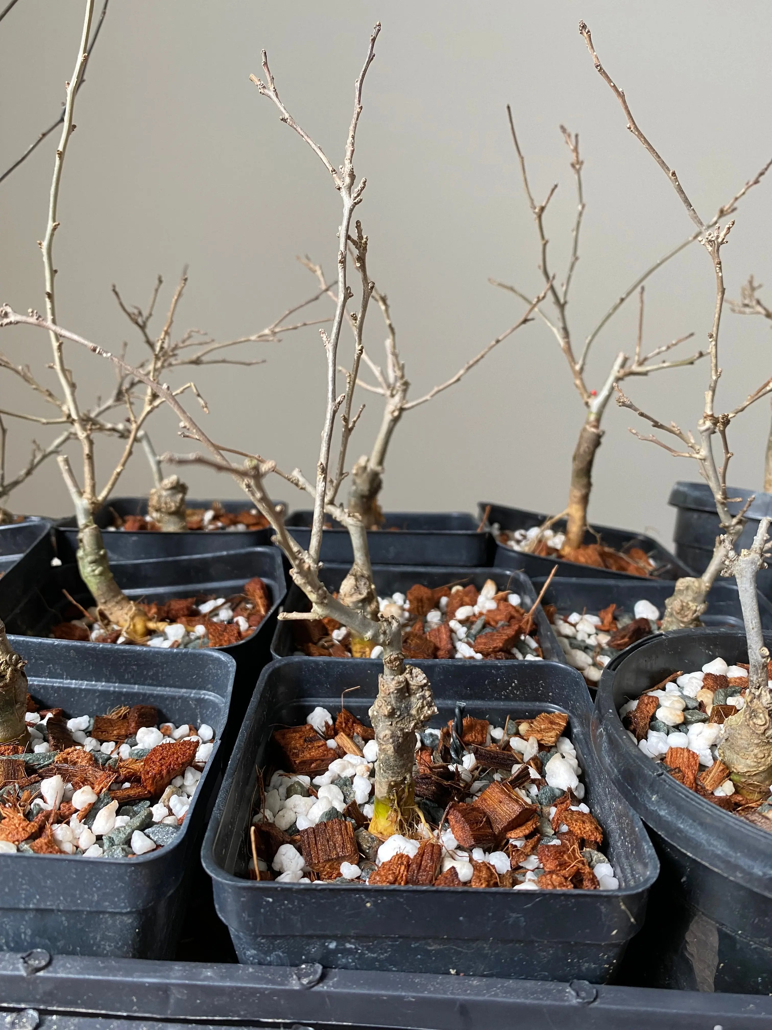 Winterberry 'Koshobai' Canada Bonsai