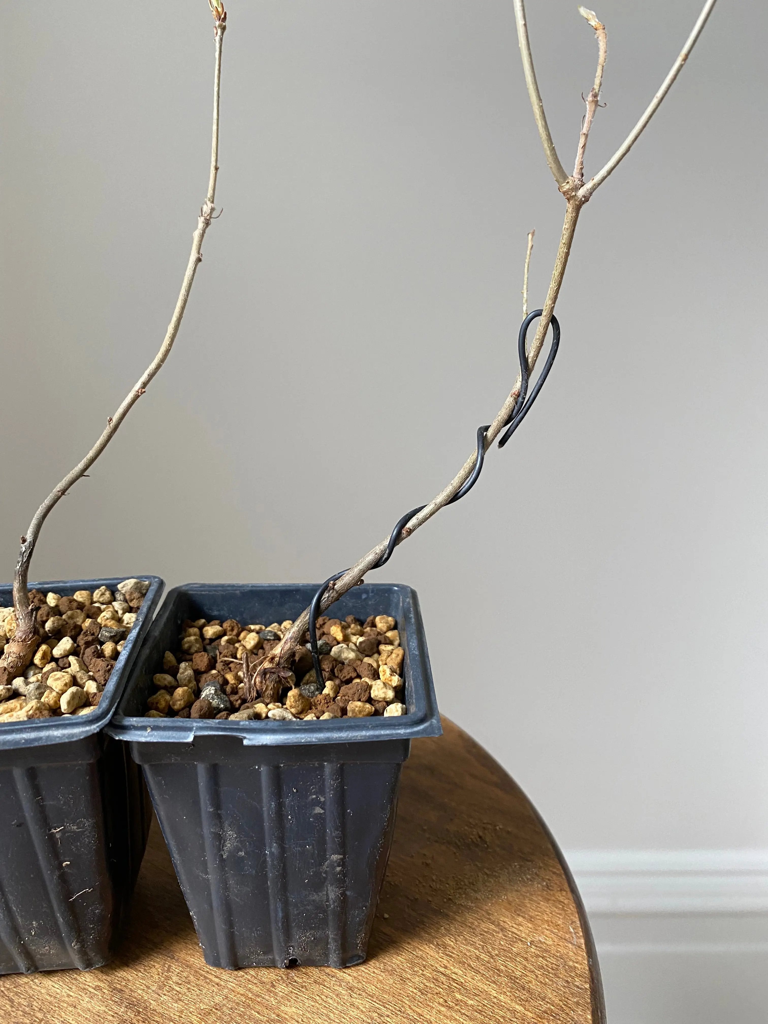 Konara Oak Canada Bonsai