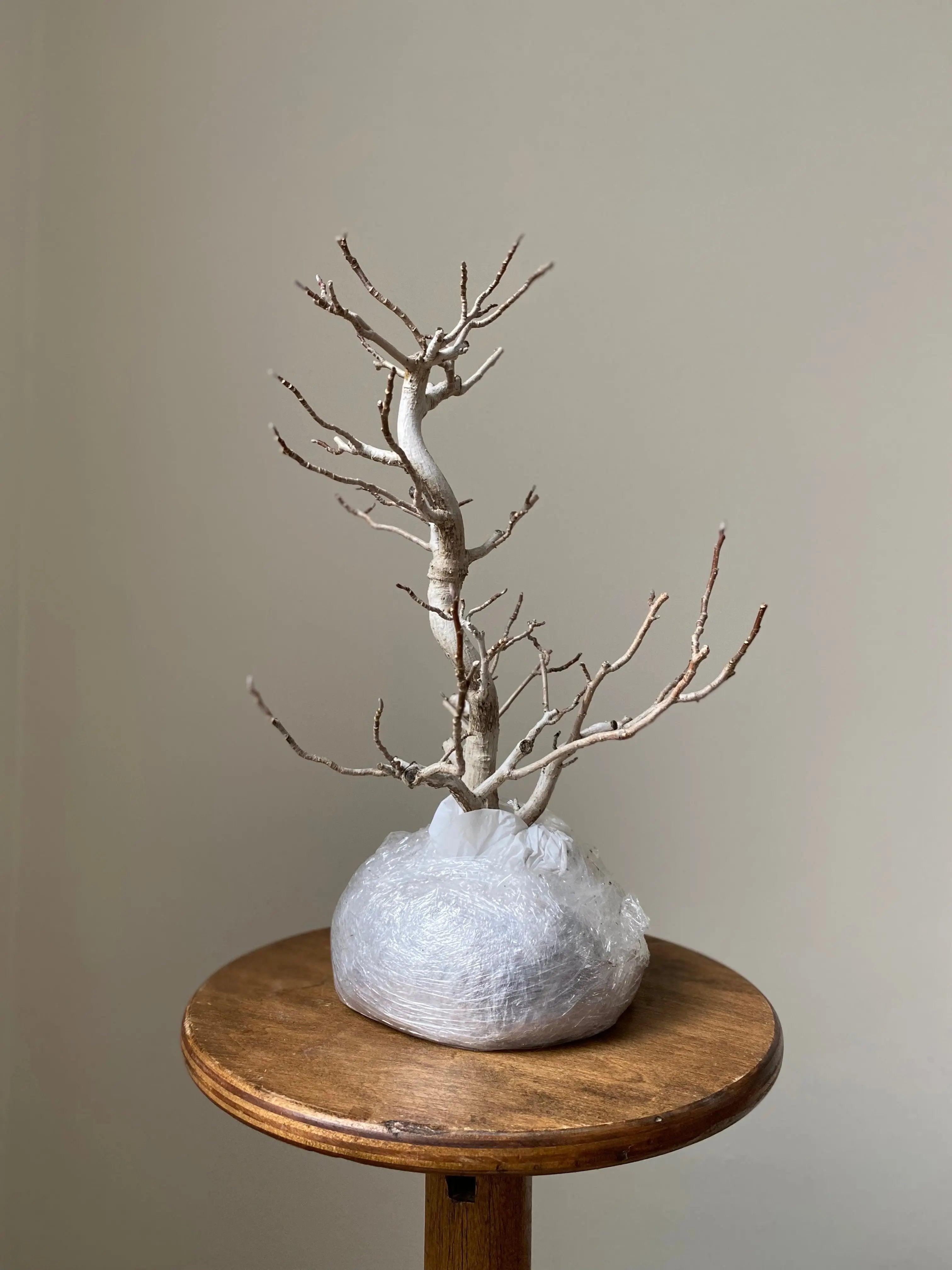 Magnolia (Kobushi) Canada Bonsai