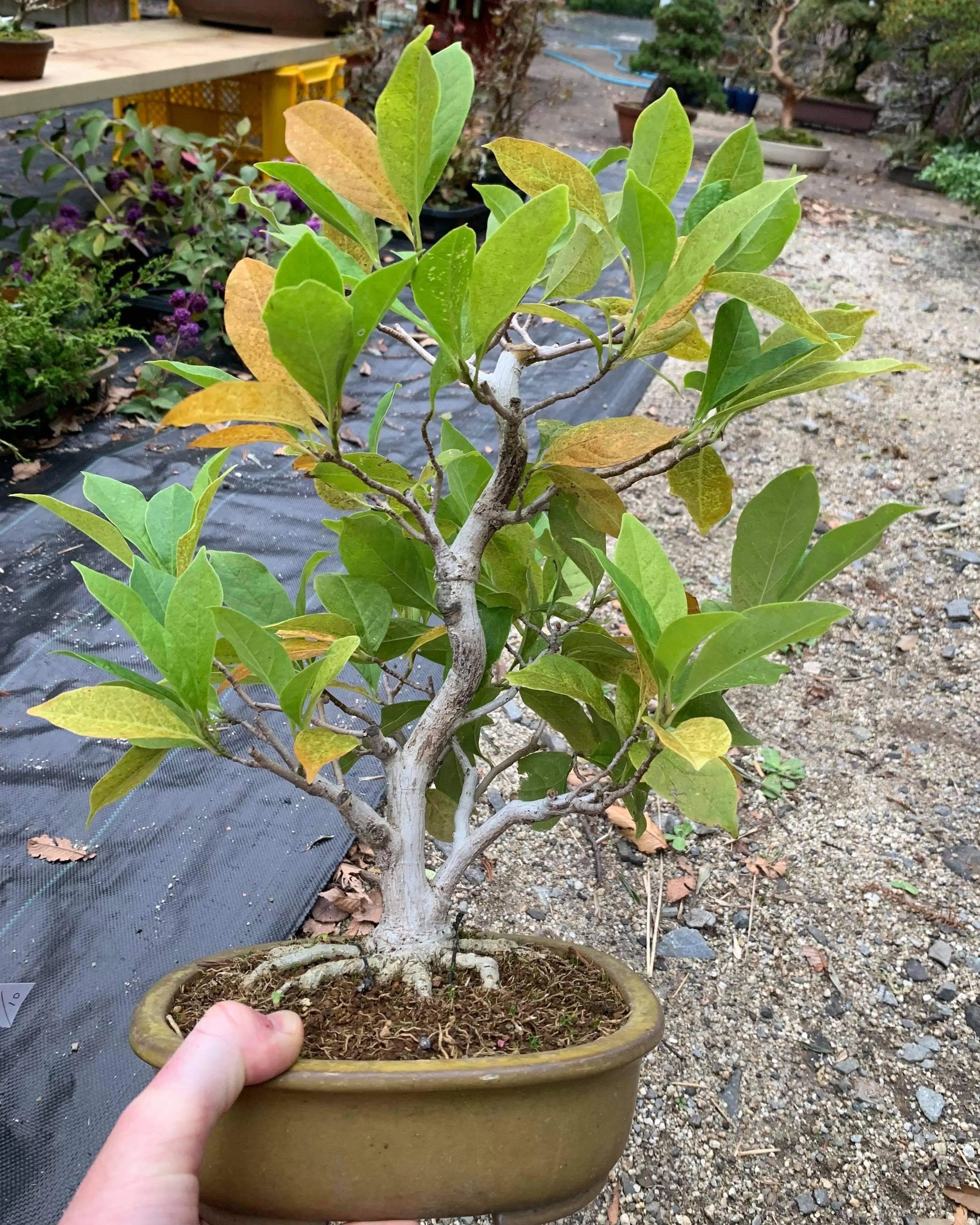 Magnolia (Kobushi) Canada Bonsai