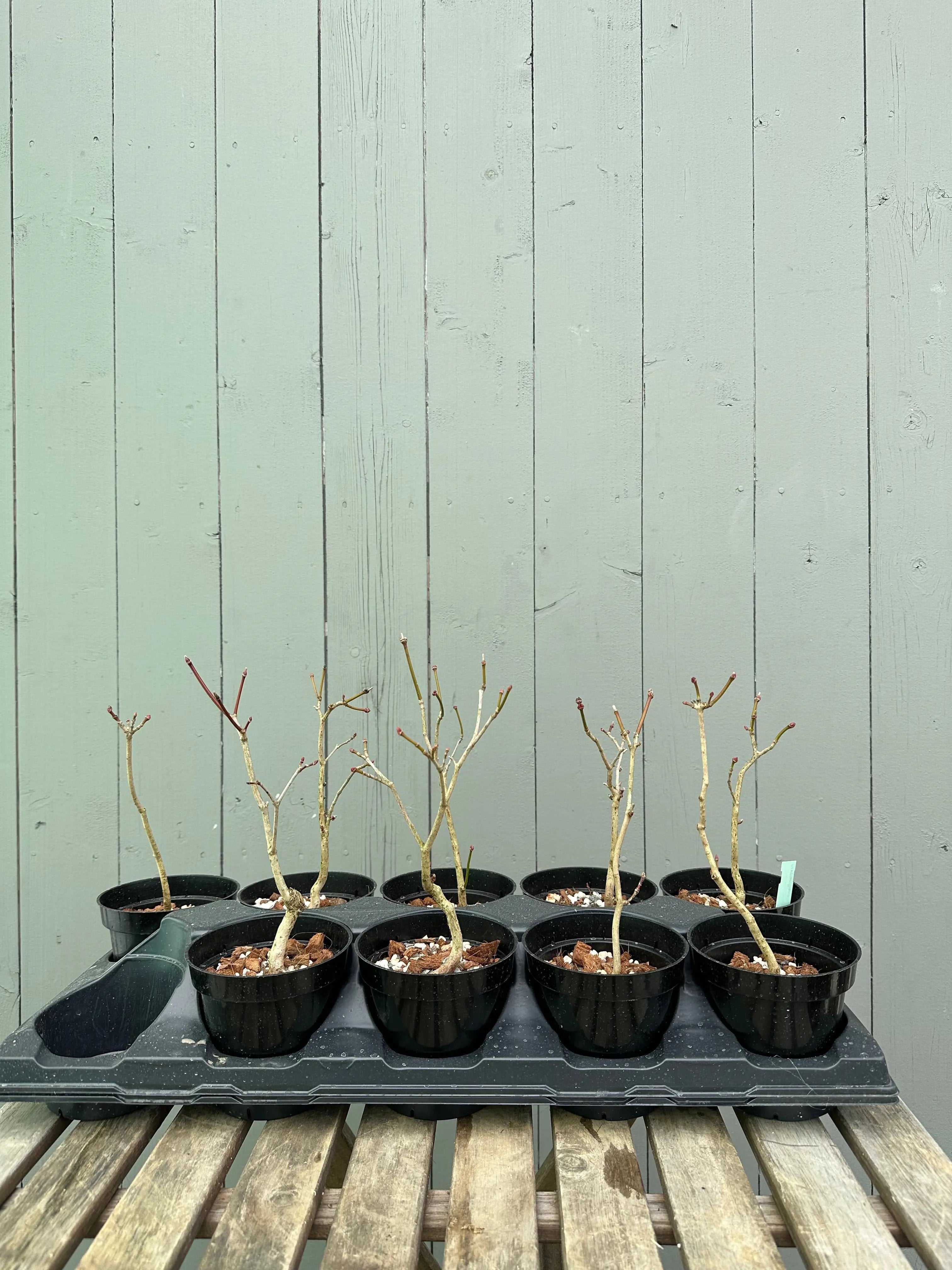 Maple 'Kohauchiwa' Canada Bonsai