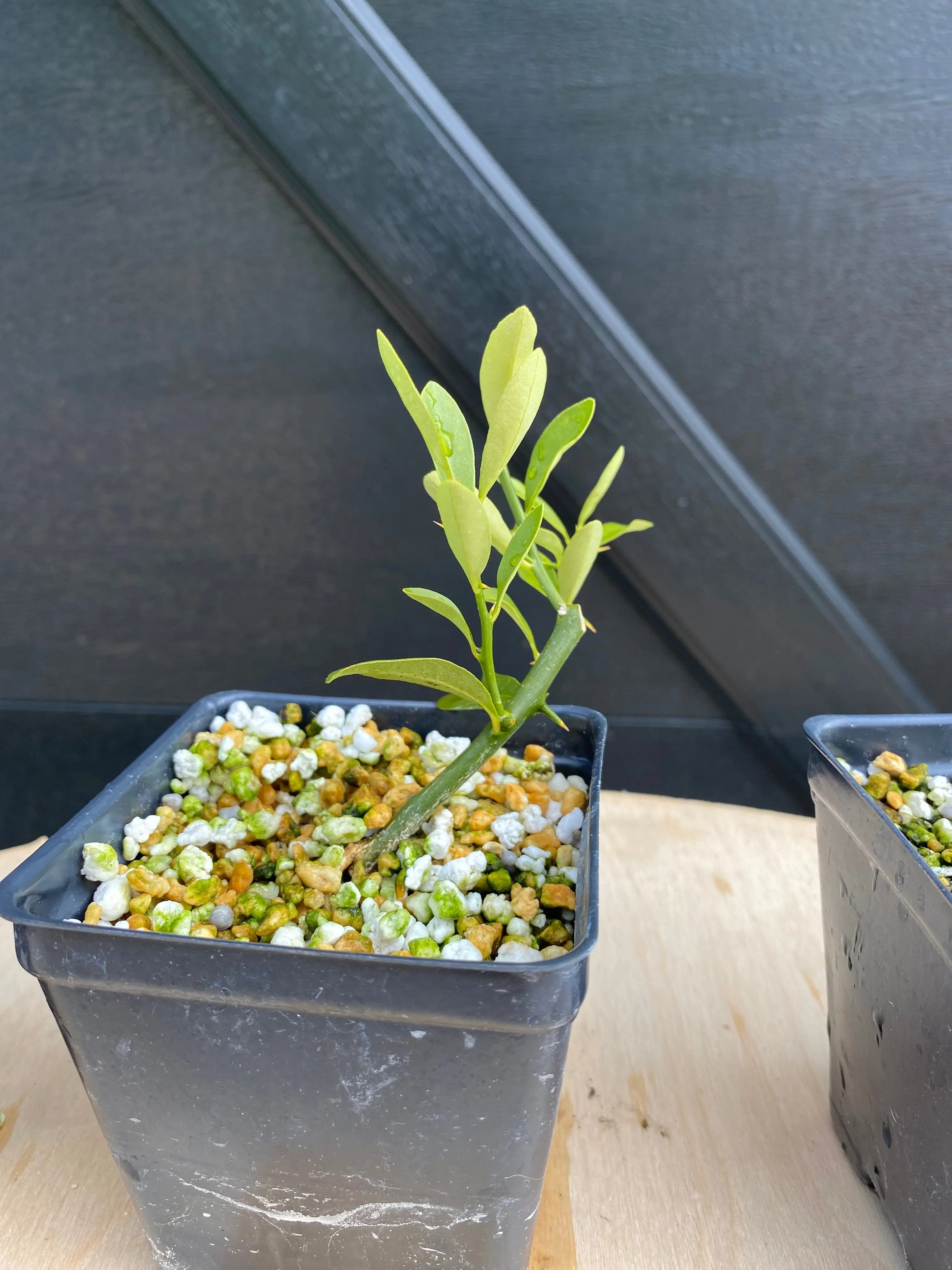 Kumquat (Hong Kong) Canada Bonsai