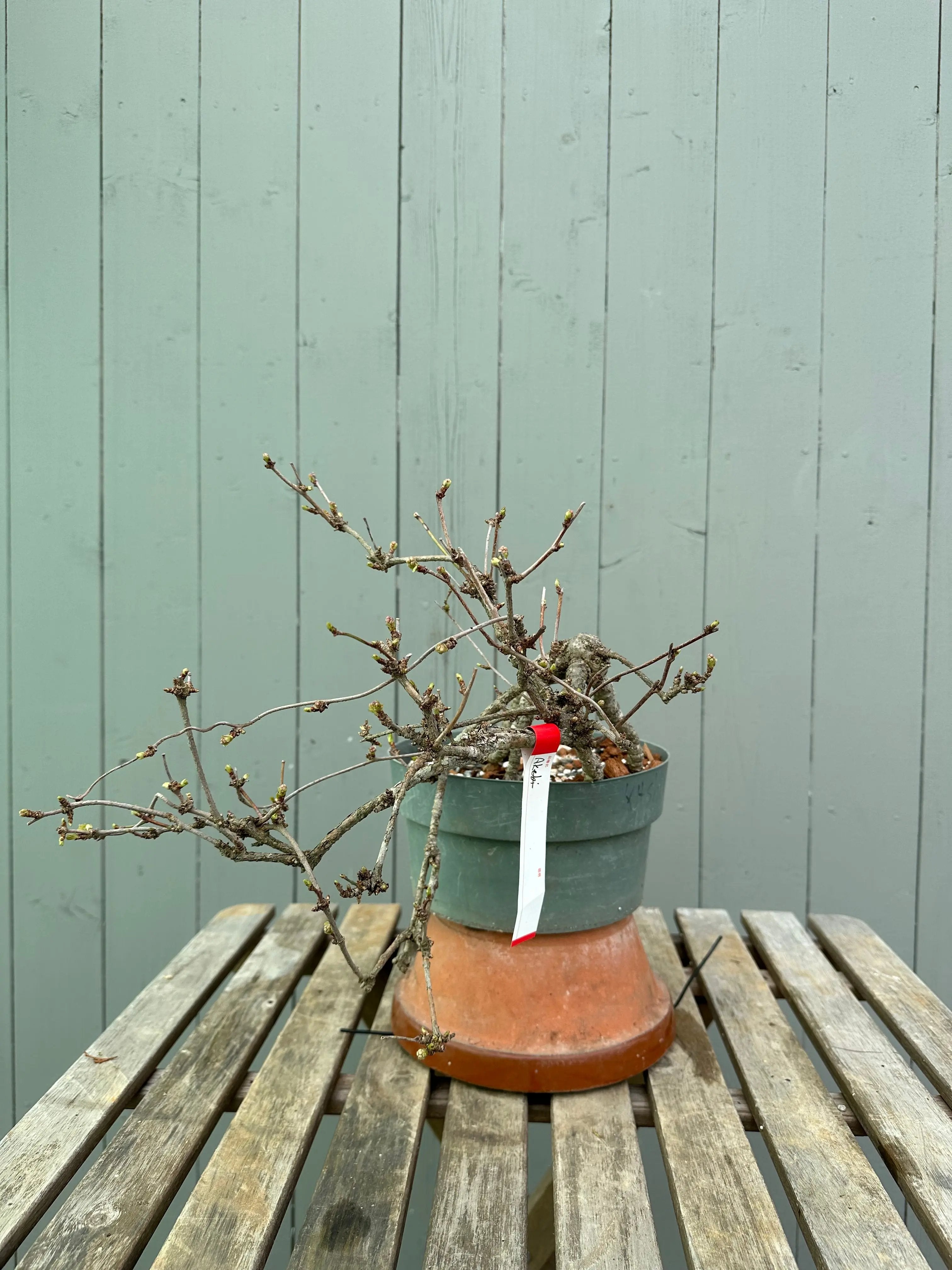 Akebia Canada Bonsai