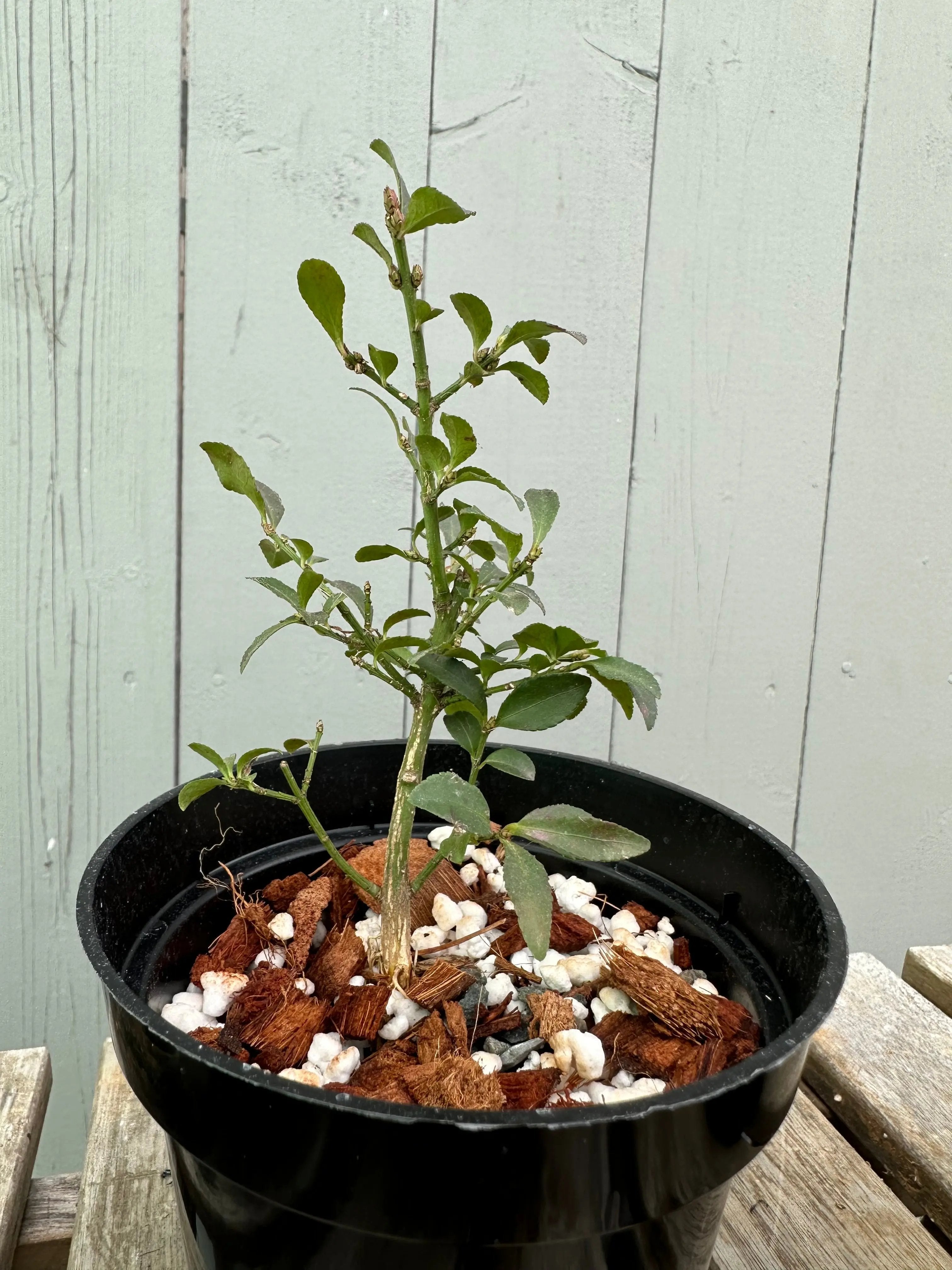 Komayumi Canada Bonsai
