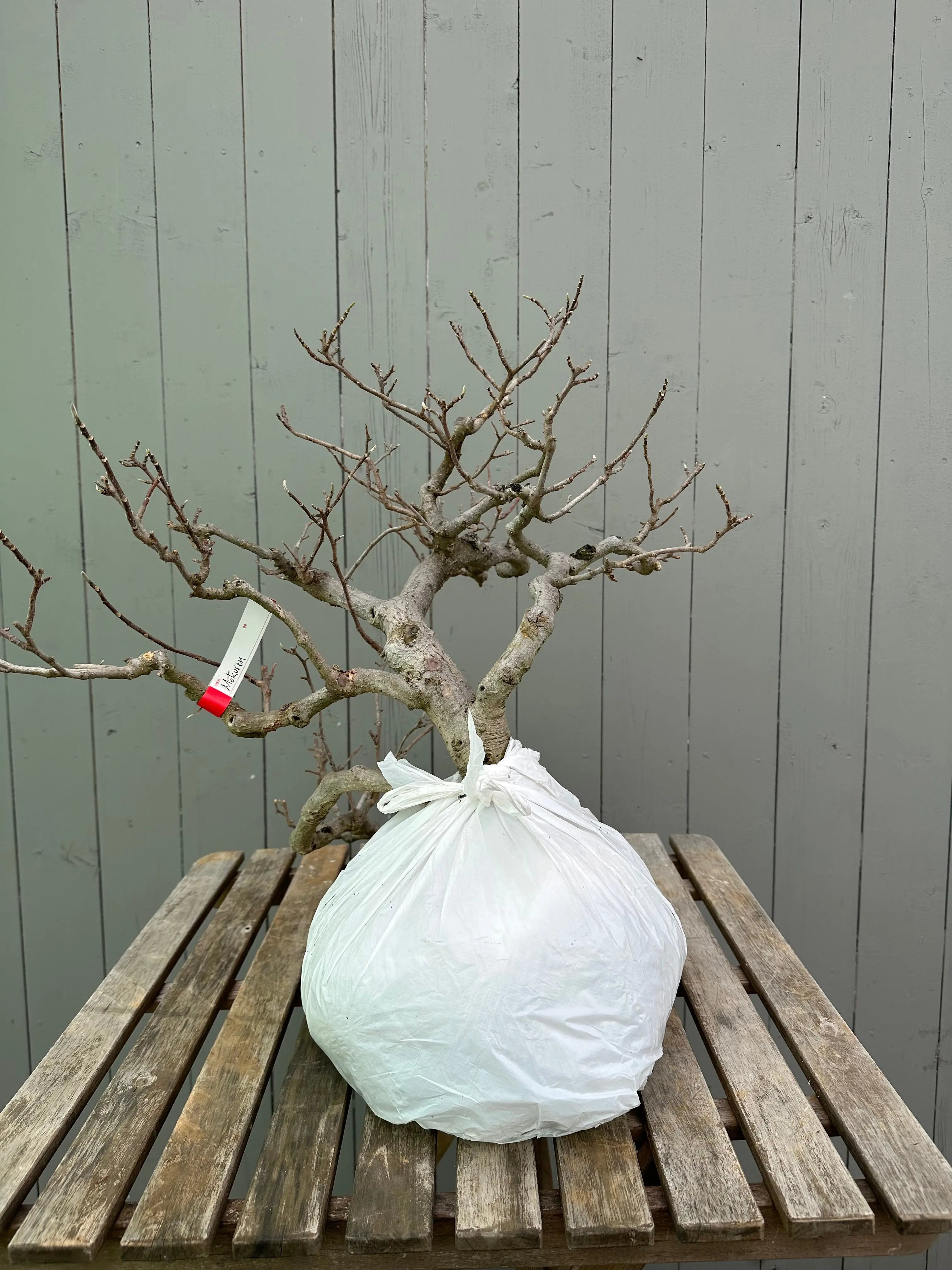 Magnolia Canada Bonsai