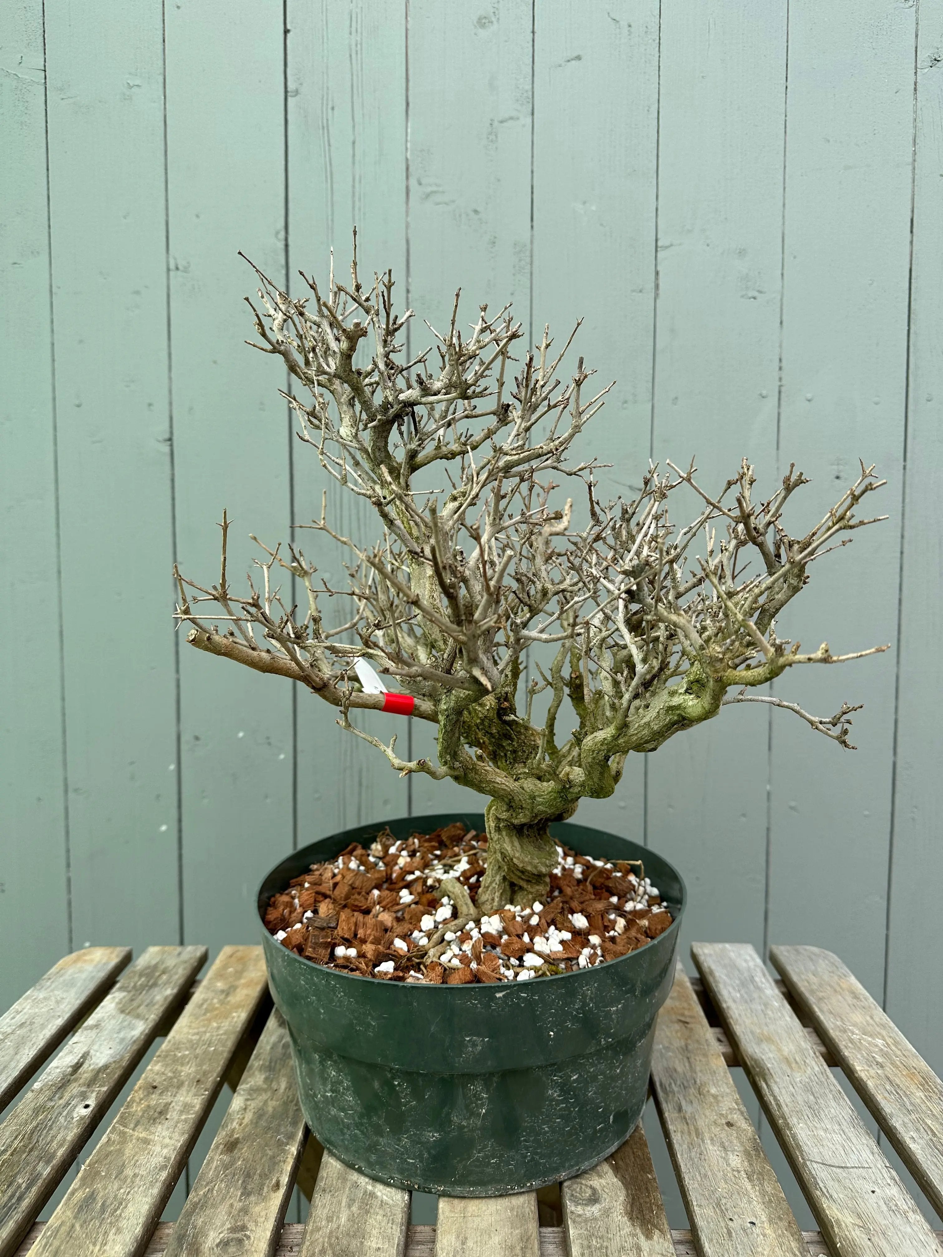 Pomegranate Neji-Kan Canada Bonsai