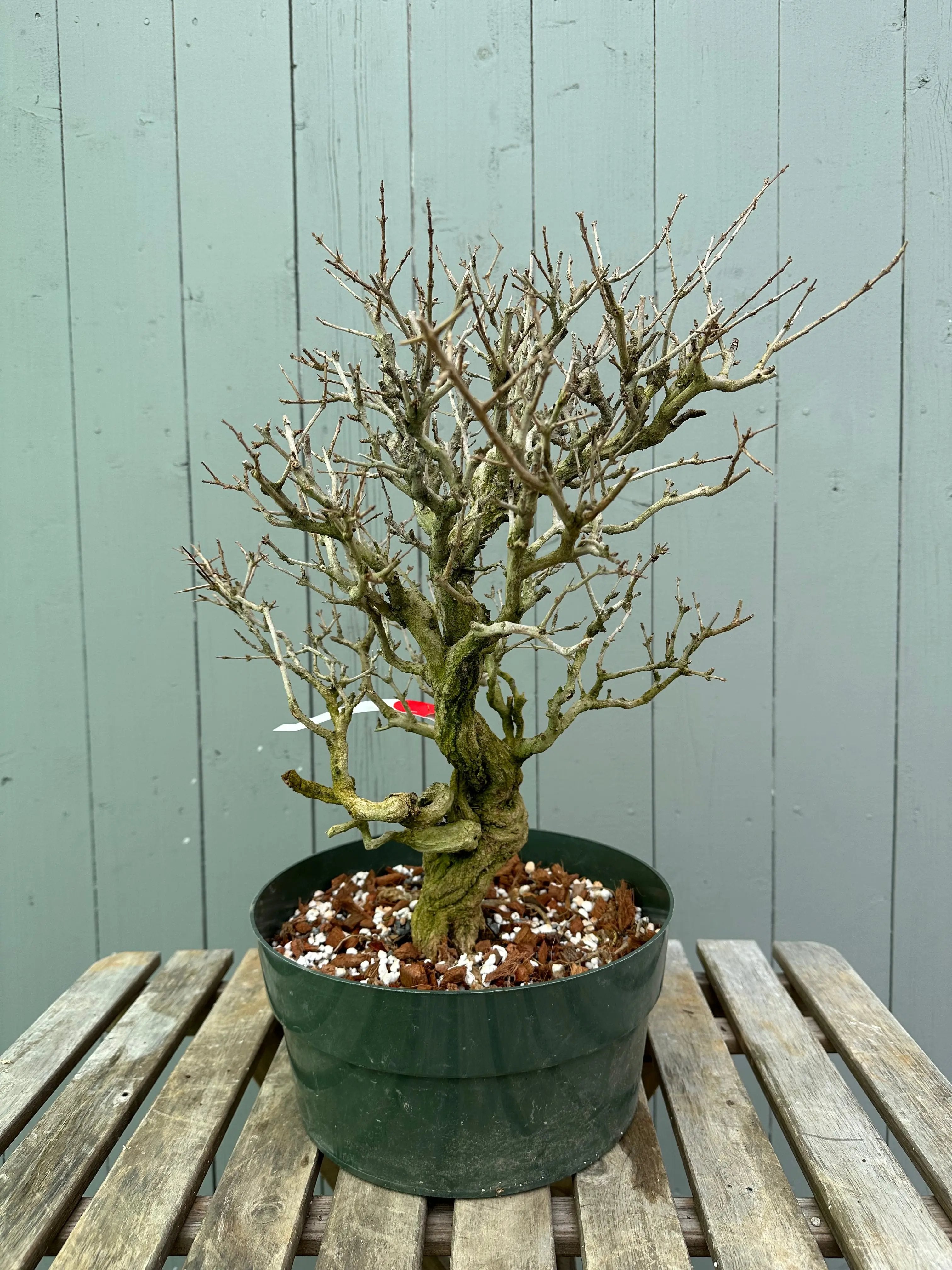 Pomegranate Neji-Kan Canada Bonsai