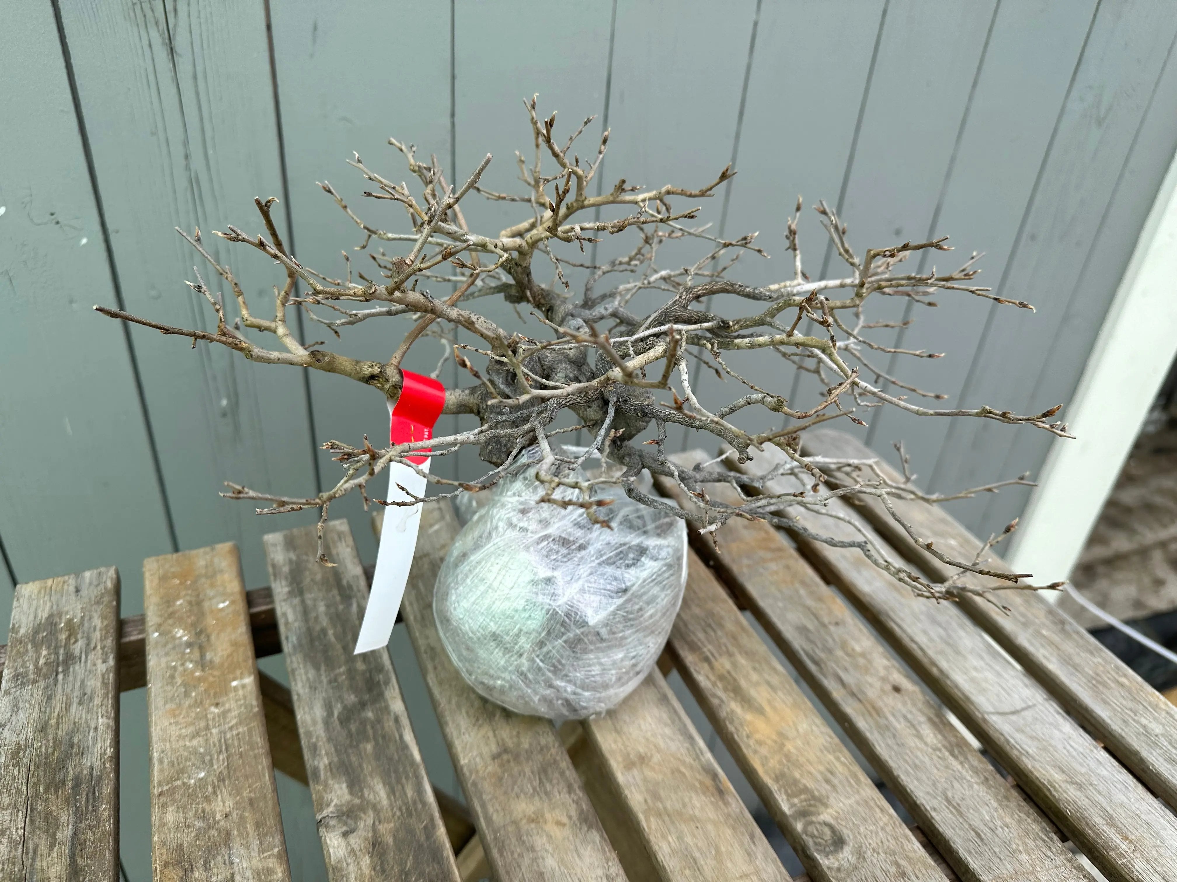 Princess Persimmon Canada Bonsai