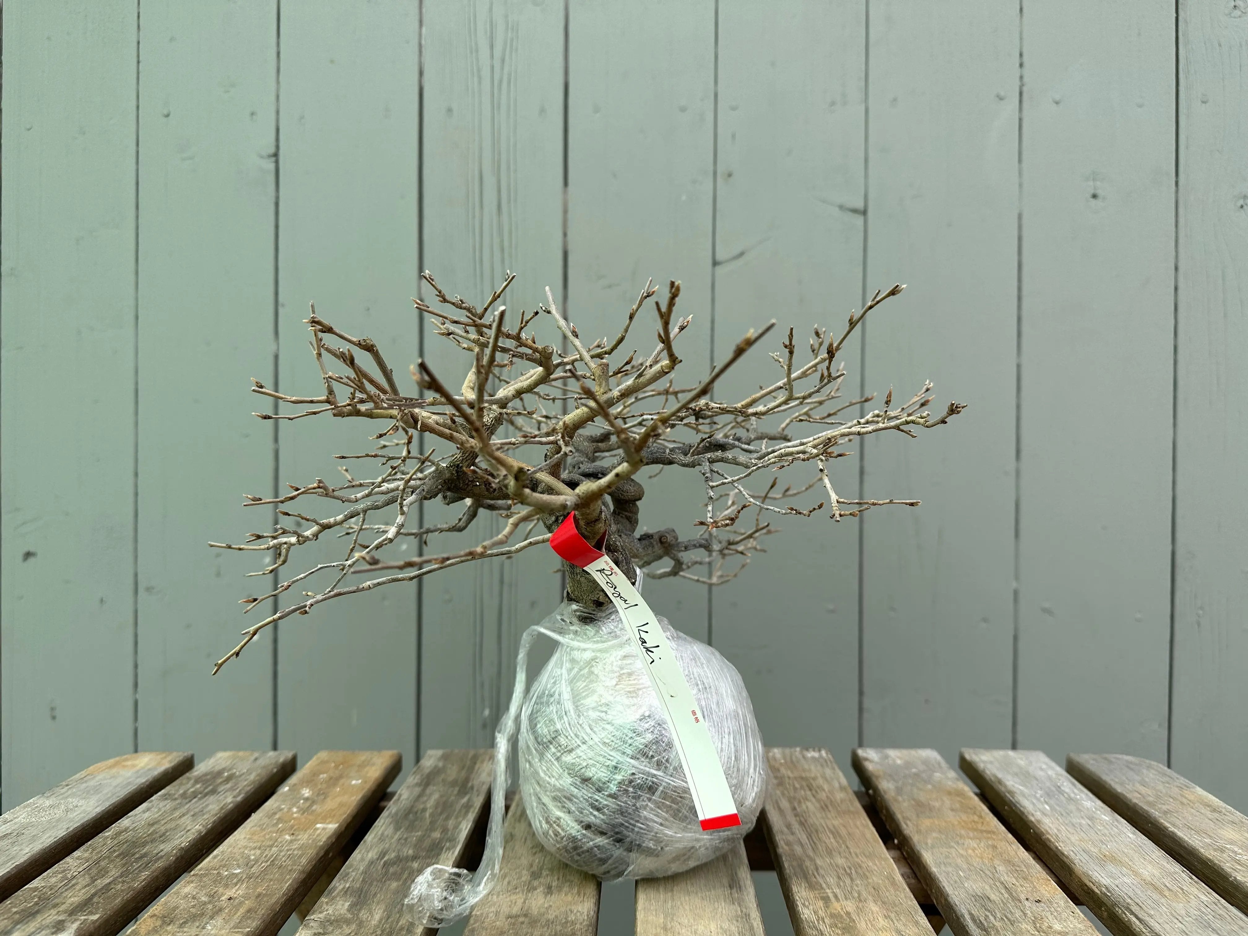 Princess Persimmon Canada Bonsai