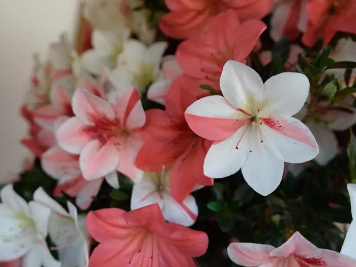 Satsuki 'Saishun' Canada Bonsai