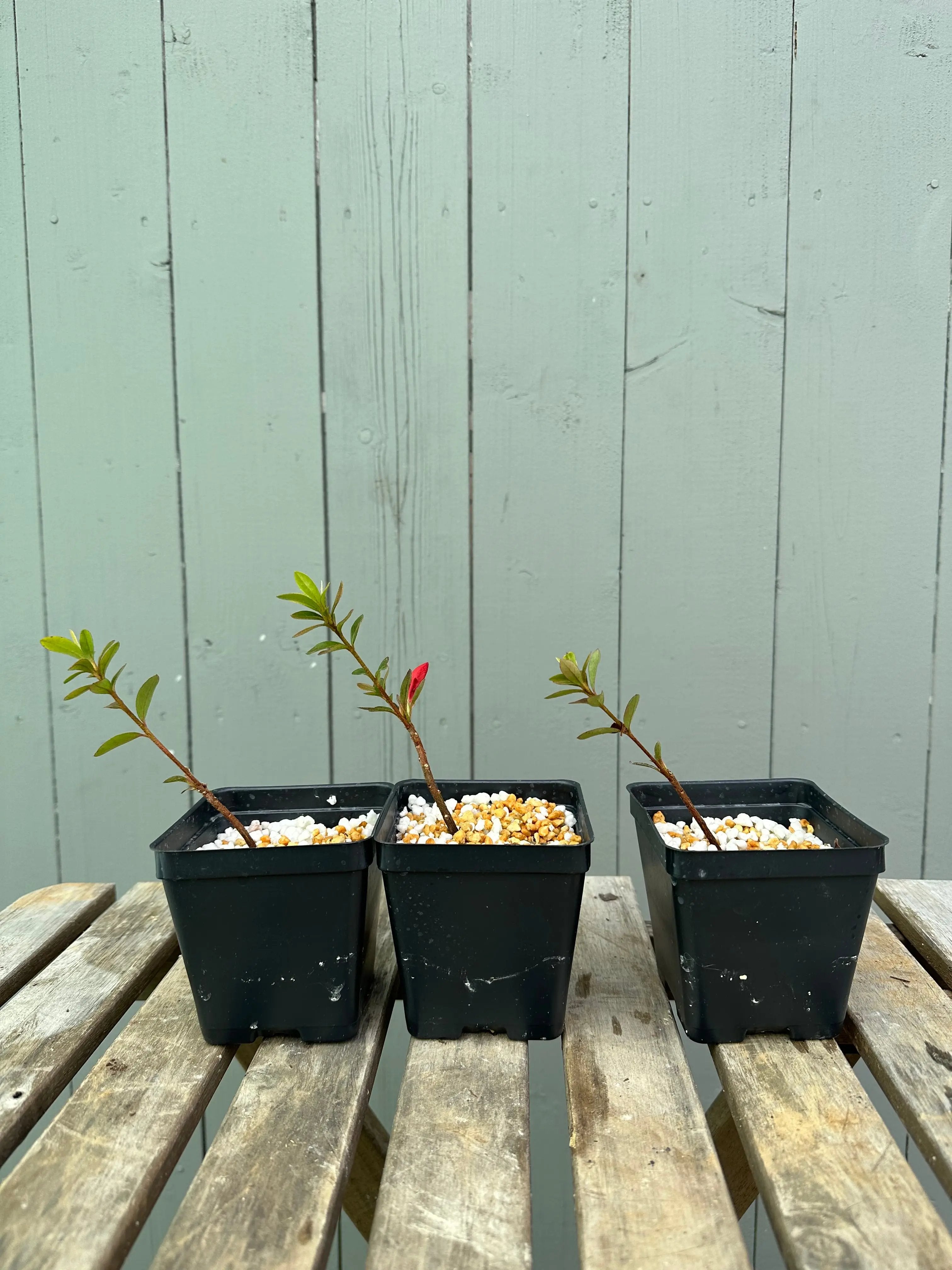 Satsuki Azalea 'Hiodoshi' Canada Bonsai