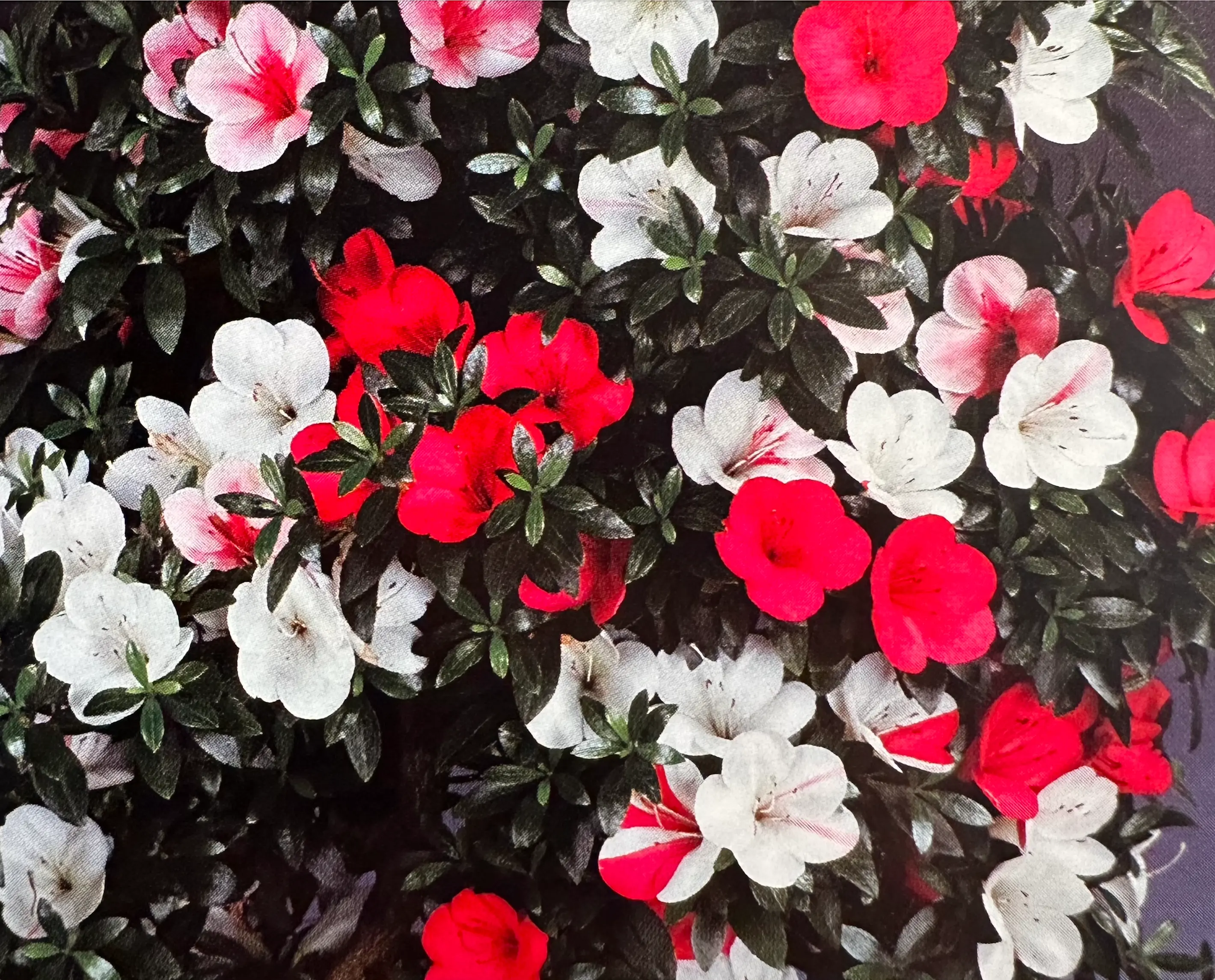 Satsuki Azalea 'Madoka' Canada Bonsai
