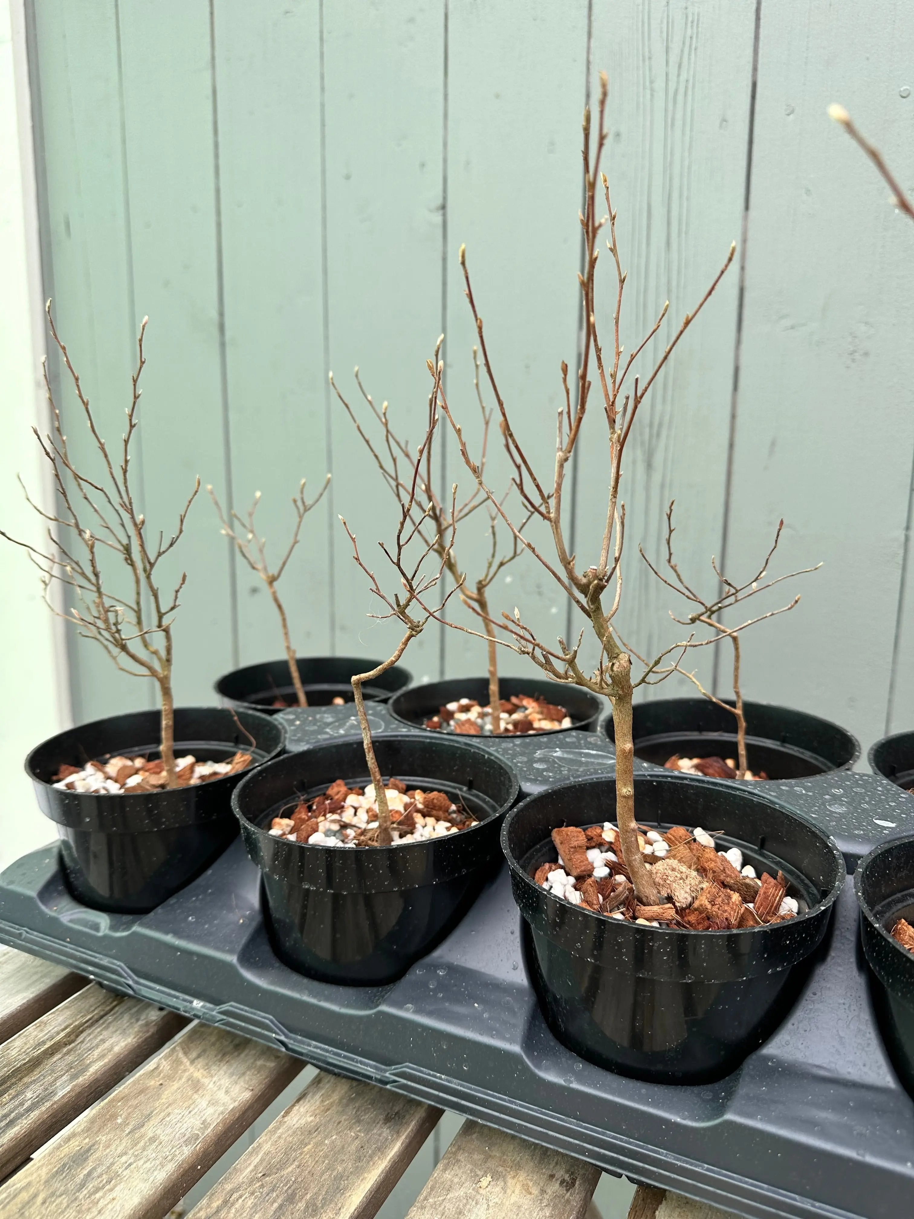 Stewartia Canada Bonsai