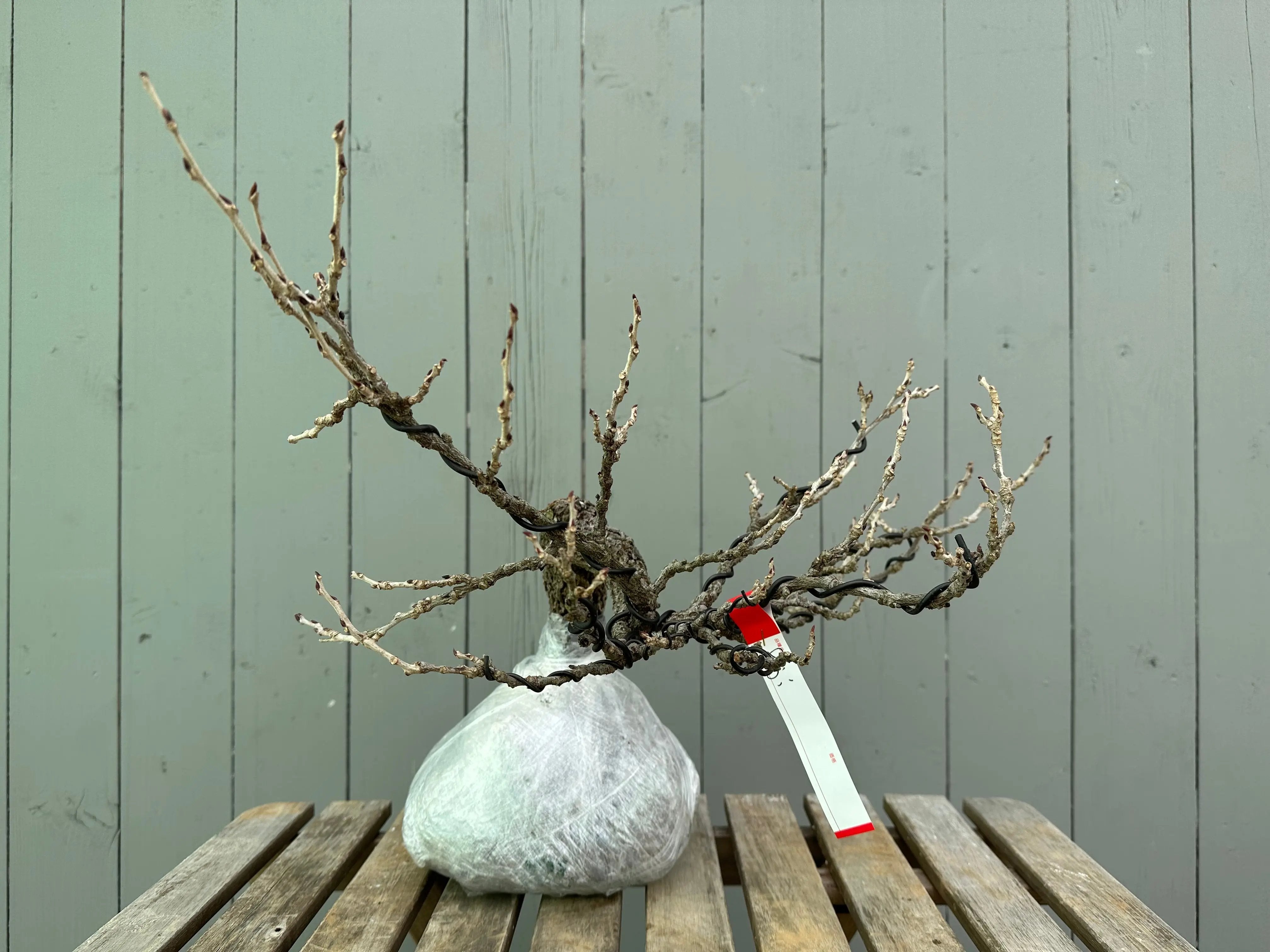 Wisteria floribunda Canada Bonsai