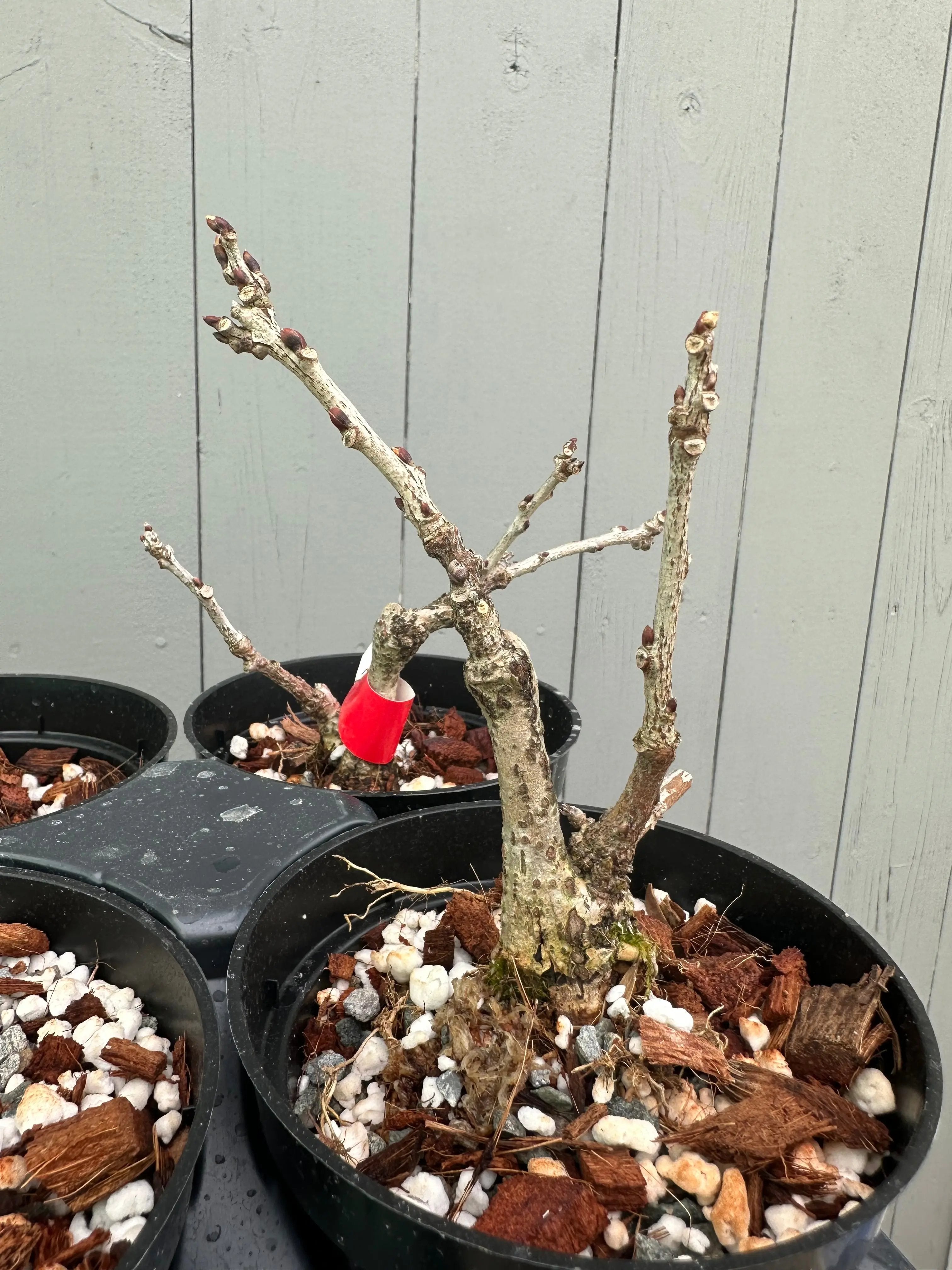 Wisteria F. (grafted) Canada Bonsai