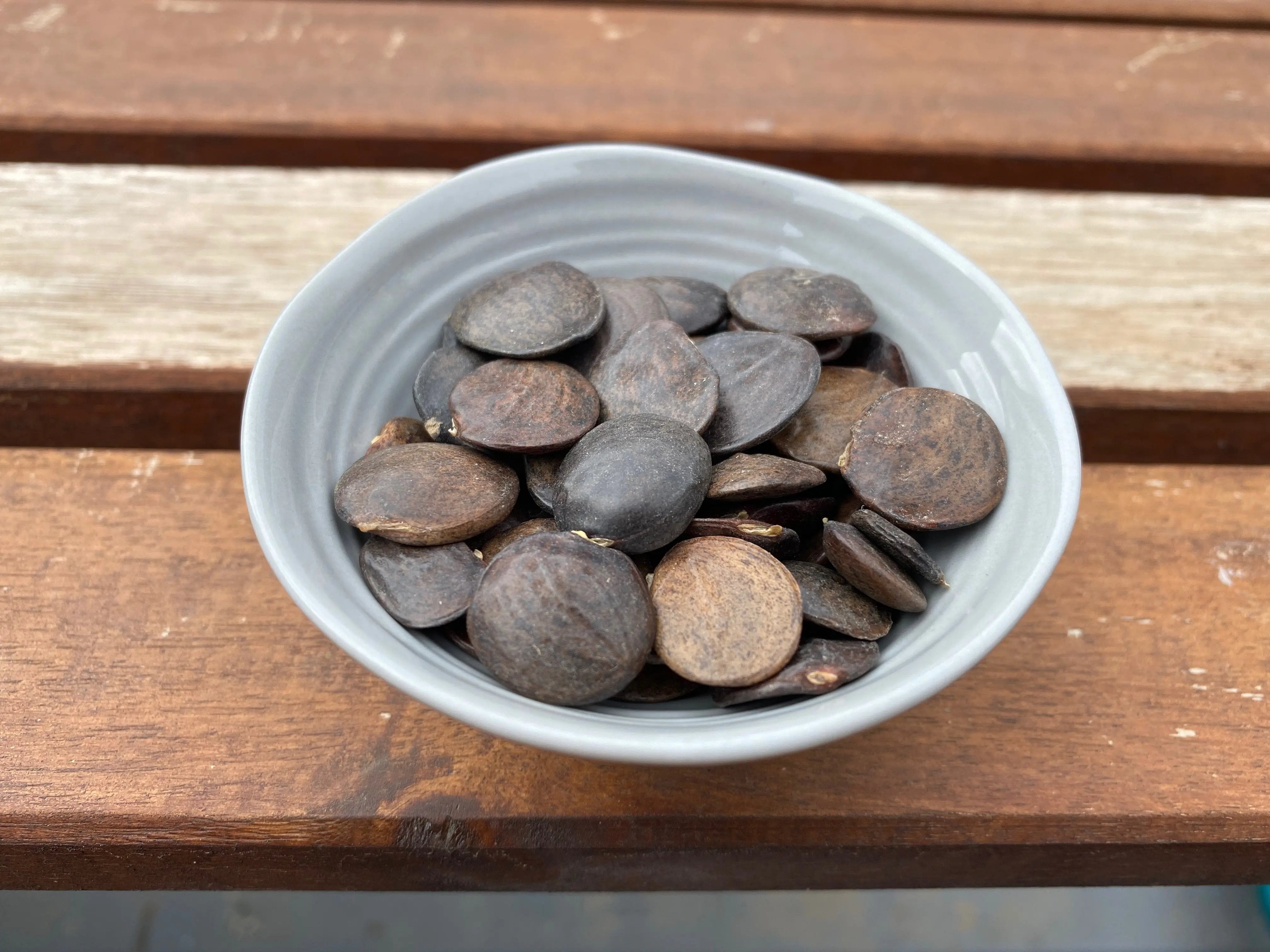 Wisteria chinensis (Chinese Wisteria) CB Seeds