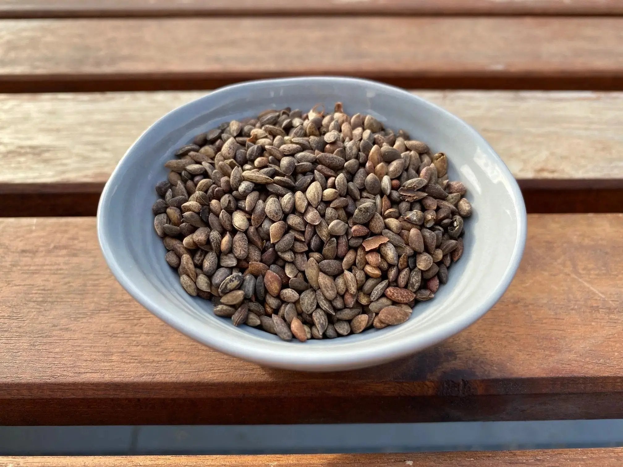 Pinus thunbergii (Japanese Black Pine) CB Seeds