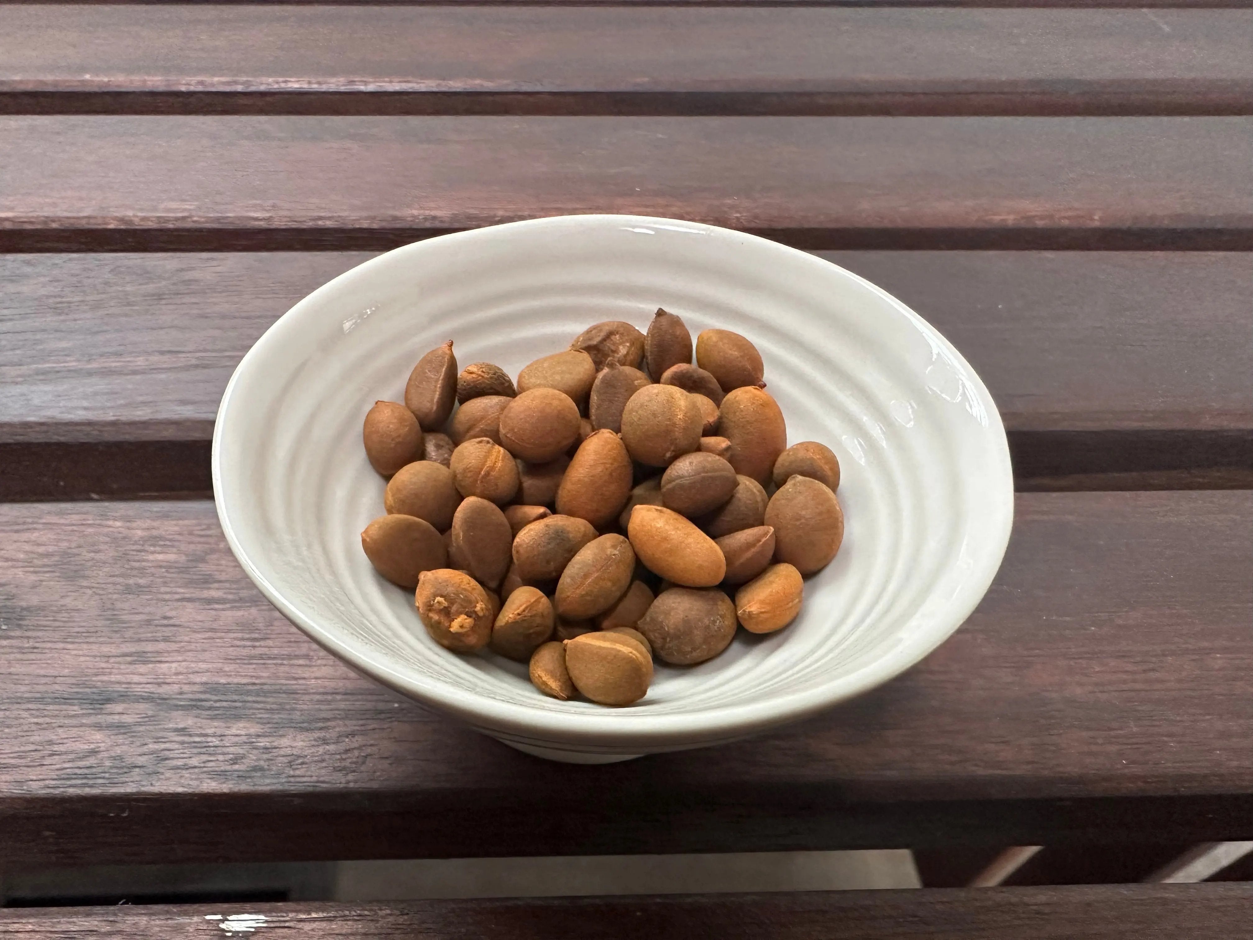 Diospyros rhombifolia (Princess Persimmon) CB Seeds